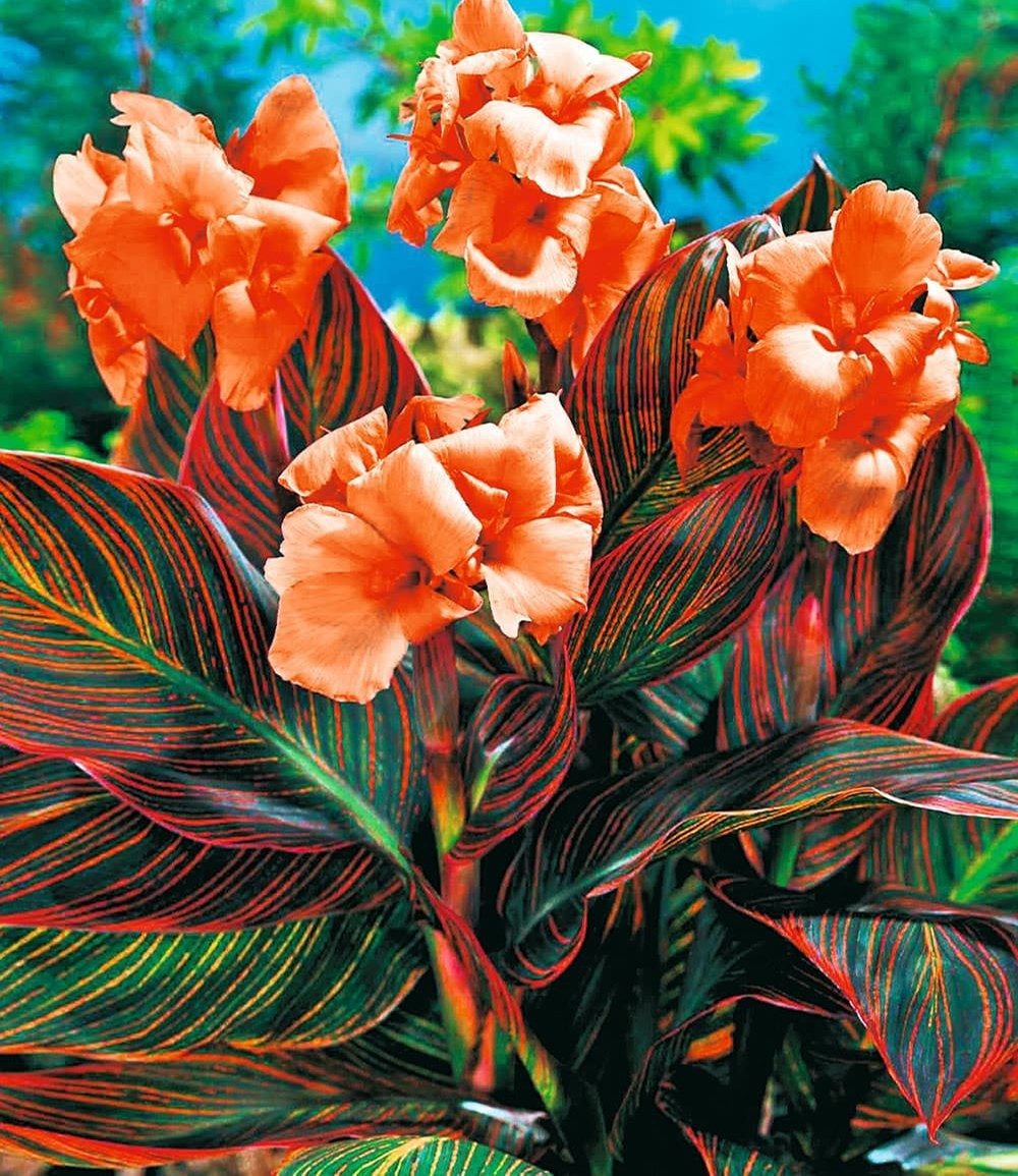 BALDUR Garten Blumenzwiebeln Canna 'Durban', Knollen, besondere Farbe