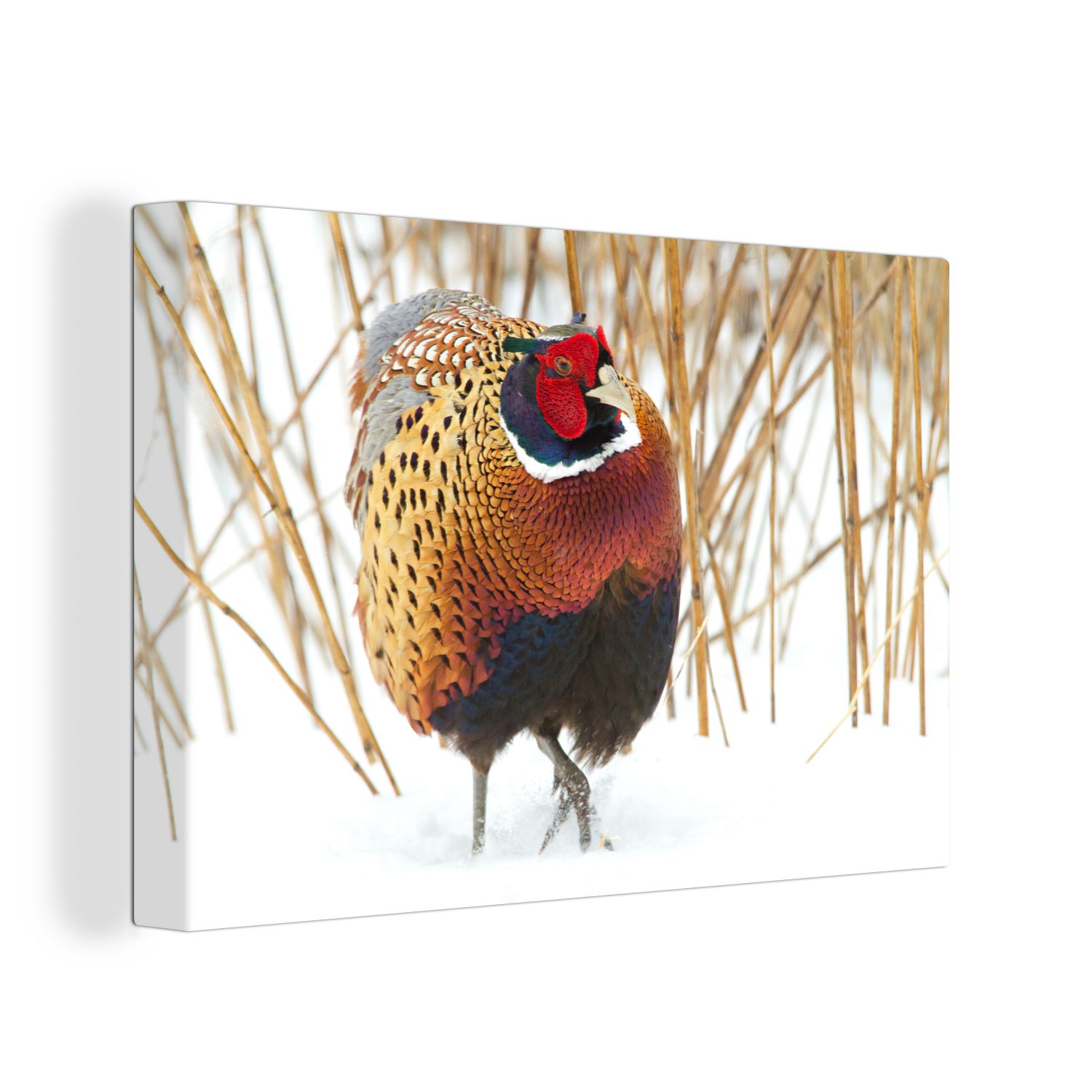 OneMillionCanvasses® Leinwandbild Vogel - Schnee - Fasan, (1 St), Wandbild Leinwandbilder, Aufhängefertig, Wanddeko, 30x20 cm