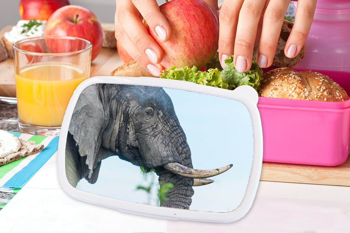 Grau Mädchen, Brotdose Snackbox, Natur, Brotbox für Kunststoff, Kinder, Erwachsene, (2-tlg), - Lunchbox MuchoWow - Kunststoff Tiere Elefant rosa -