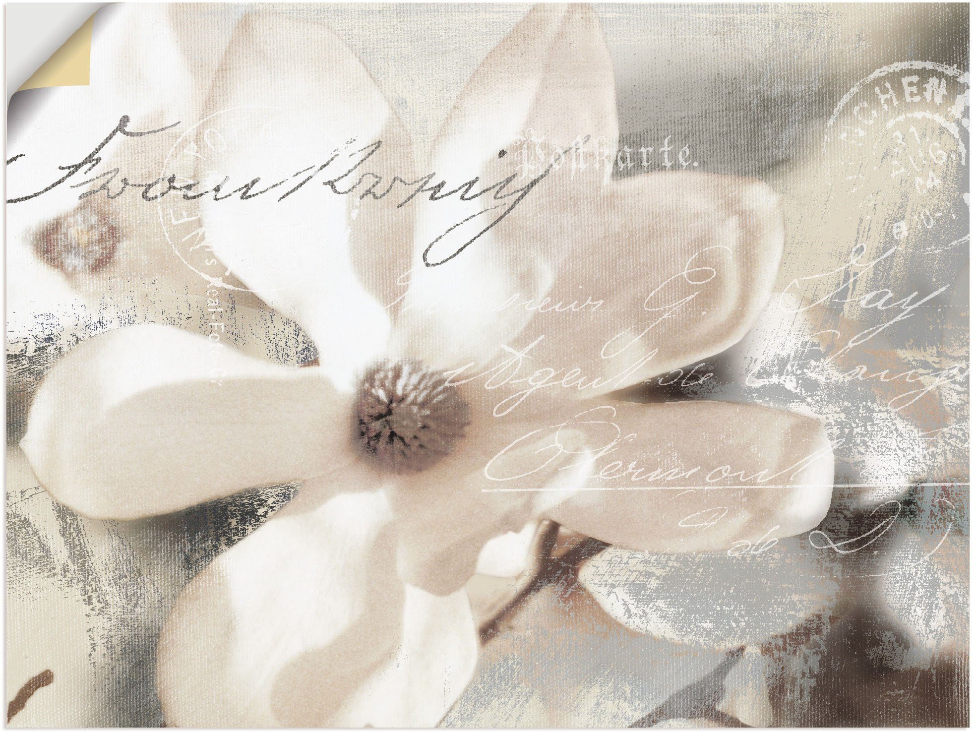 Artland Wandbild Magnolie_Detail, Blumenbilder (1 St), günstig online kaufen