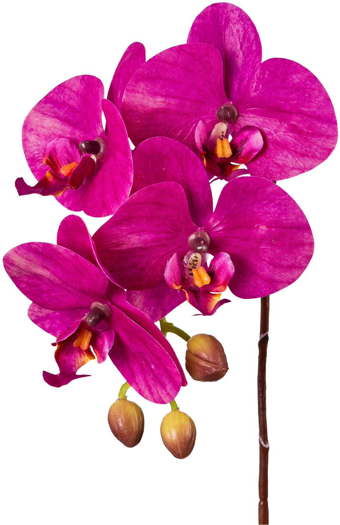 Kunstorchidee Orchidee Phalaenopsis Orchidee, Creativ green, Höhe 44 cm, mi günstig online kaufen