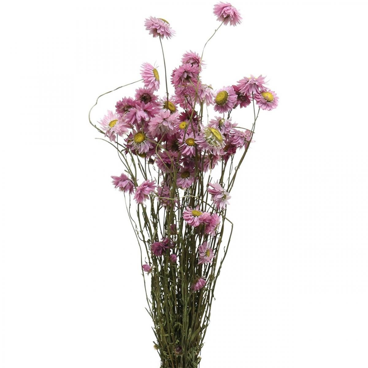 Trockenblume Rosa Strohblumen Trockenblumen Bund 20g günstig online kaufen