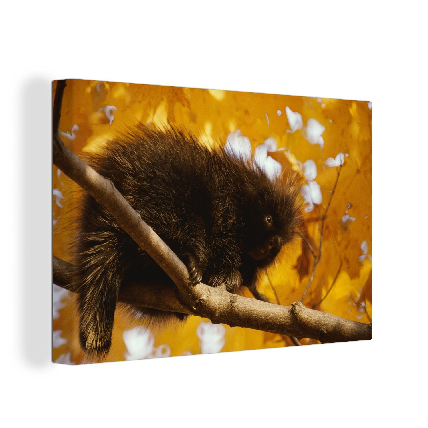 OneMillionCanvasses® Leinwandbild Stachelschwein für gelbe Blätter, (1 St), Wandbild Leinwandbilder, Aufhängefertig, Wanddeko, 30x20 cm