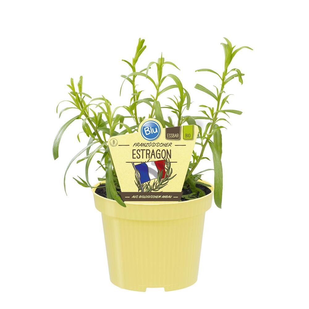 Exotenherz Gewürzkraut Französischer Estragon Artemisia dracunculus Kräuterpflanze 12cm Topf