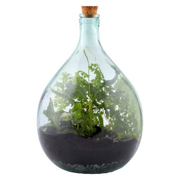 esschert design Übertopf Esschert Design Terrarium Flasche 15 Liter Set Glas Pflanzen Gewächs Haus Deko