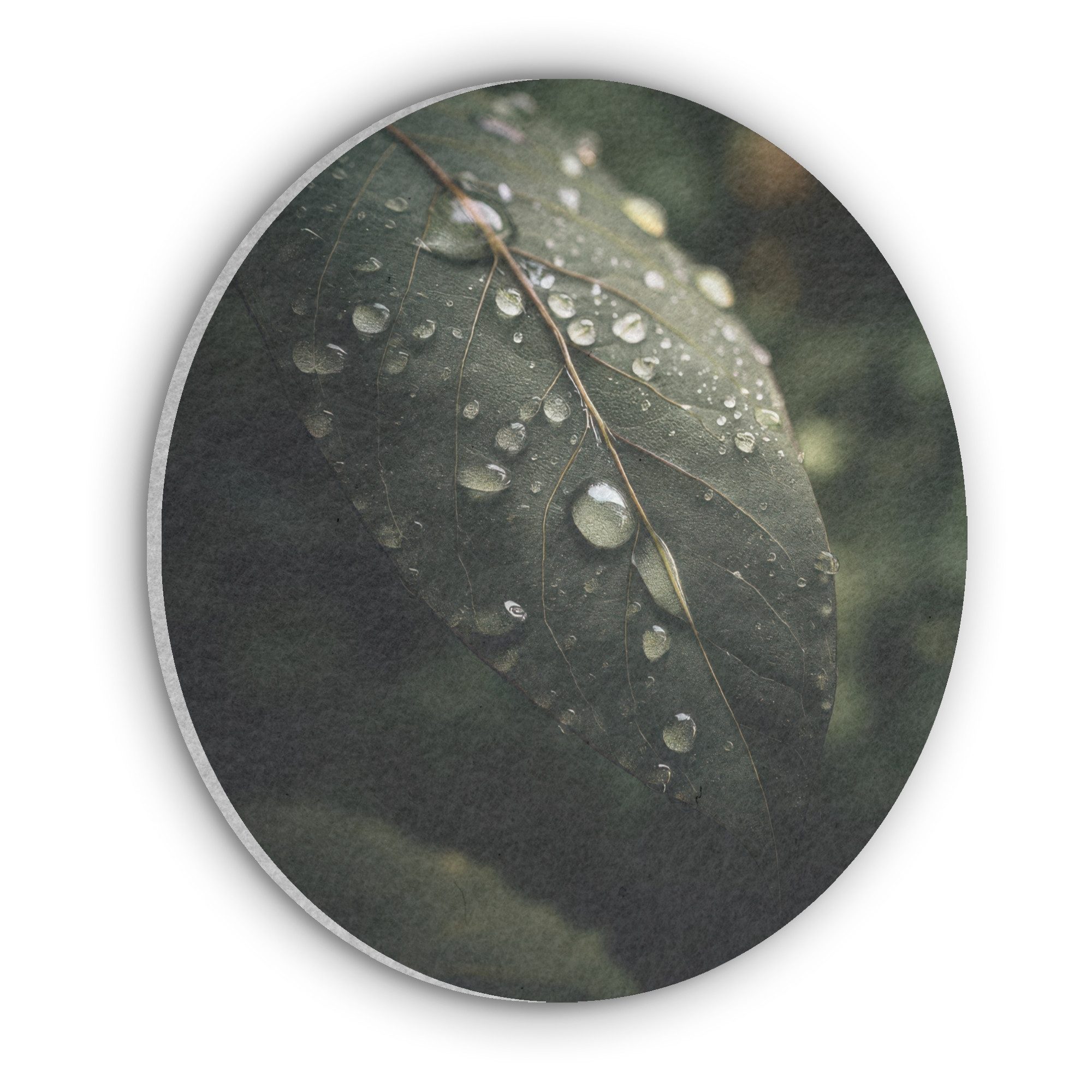 MuchoWow Gemälde Blatt - Grün - Venen - Regentropfen, Fotodruck (1 St), Akustikpaneele rund, Schalldämmung, Akustikbilder 30x30 cm