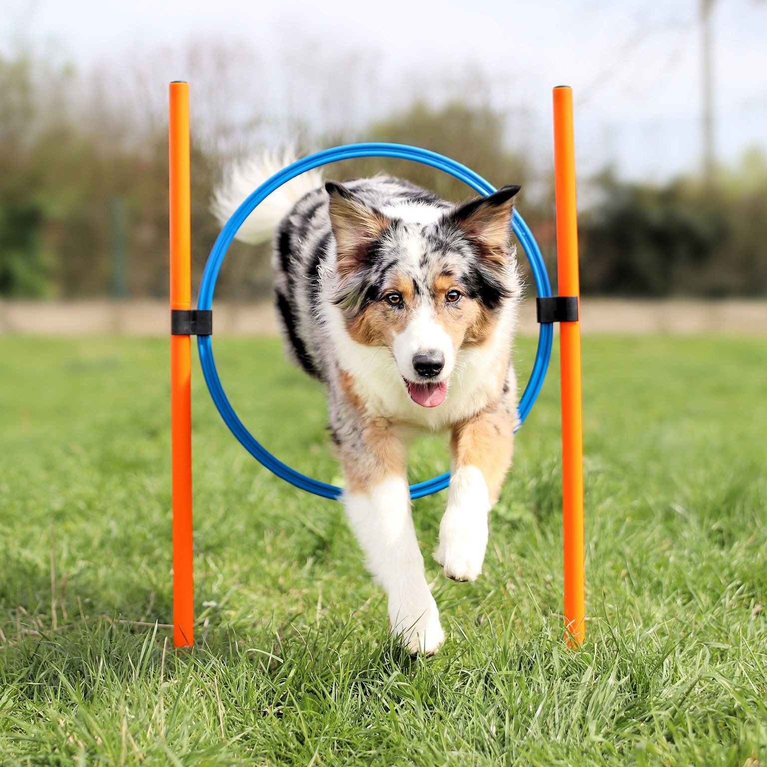 VABIONO Agility-Reifen Agility Set X für mittelgroße und kleine Hunde, Sprungring, Tunnel, Hürde, Slalom- Stangen KOSTENLOSER VERSAND