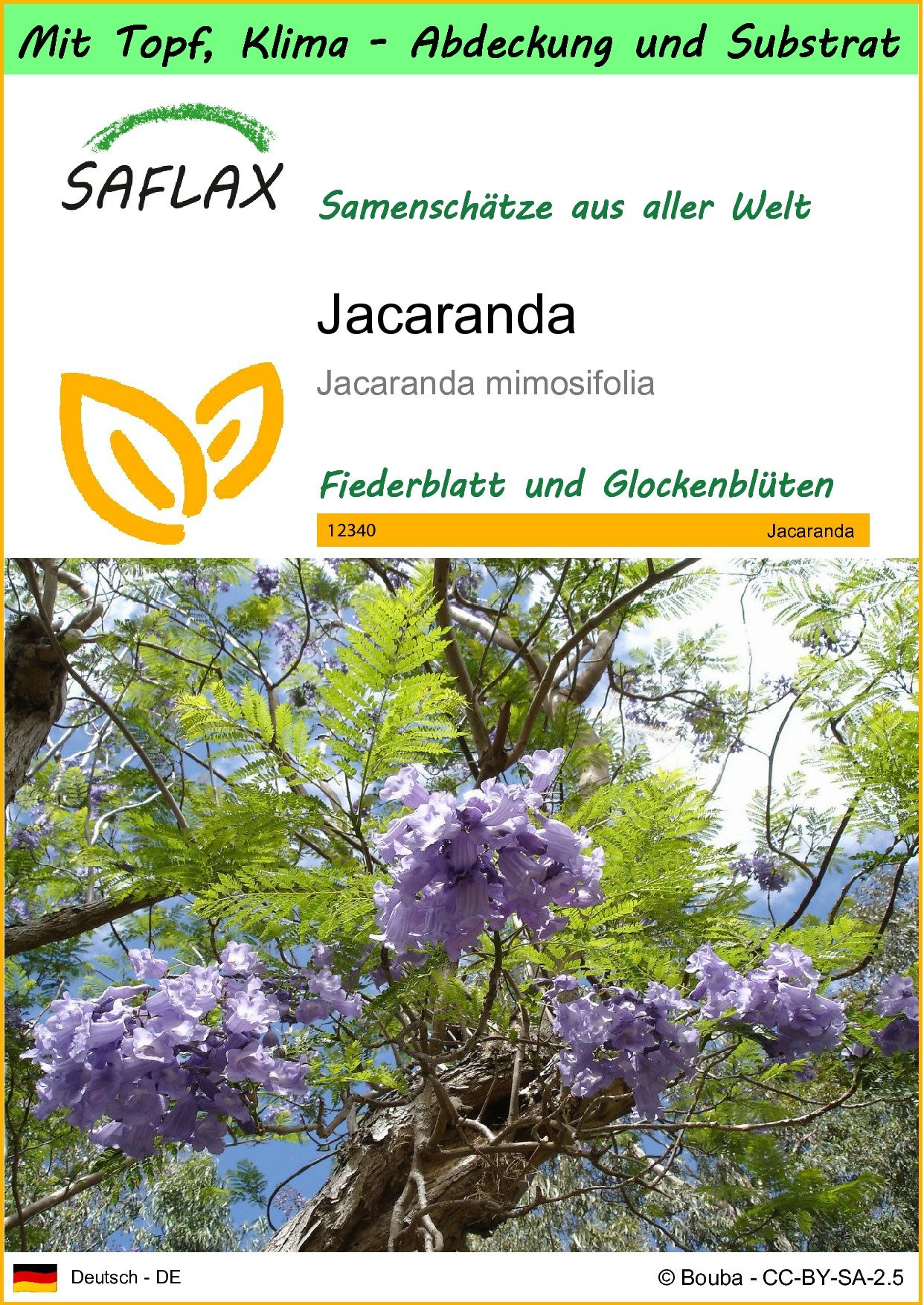 Blumensamen SAFLAX - Garden to go - Jacaranda