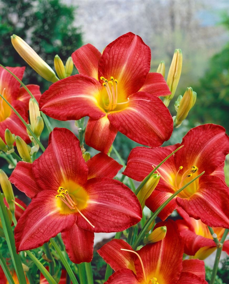 Pflanzen für Dich Staude Hemerocallis cult. King of Hearts, 1 St., Taglilie