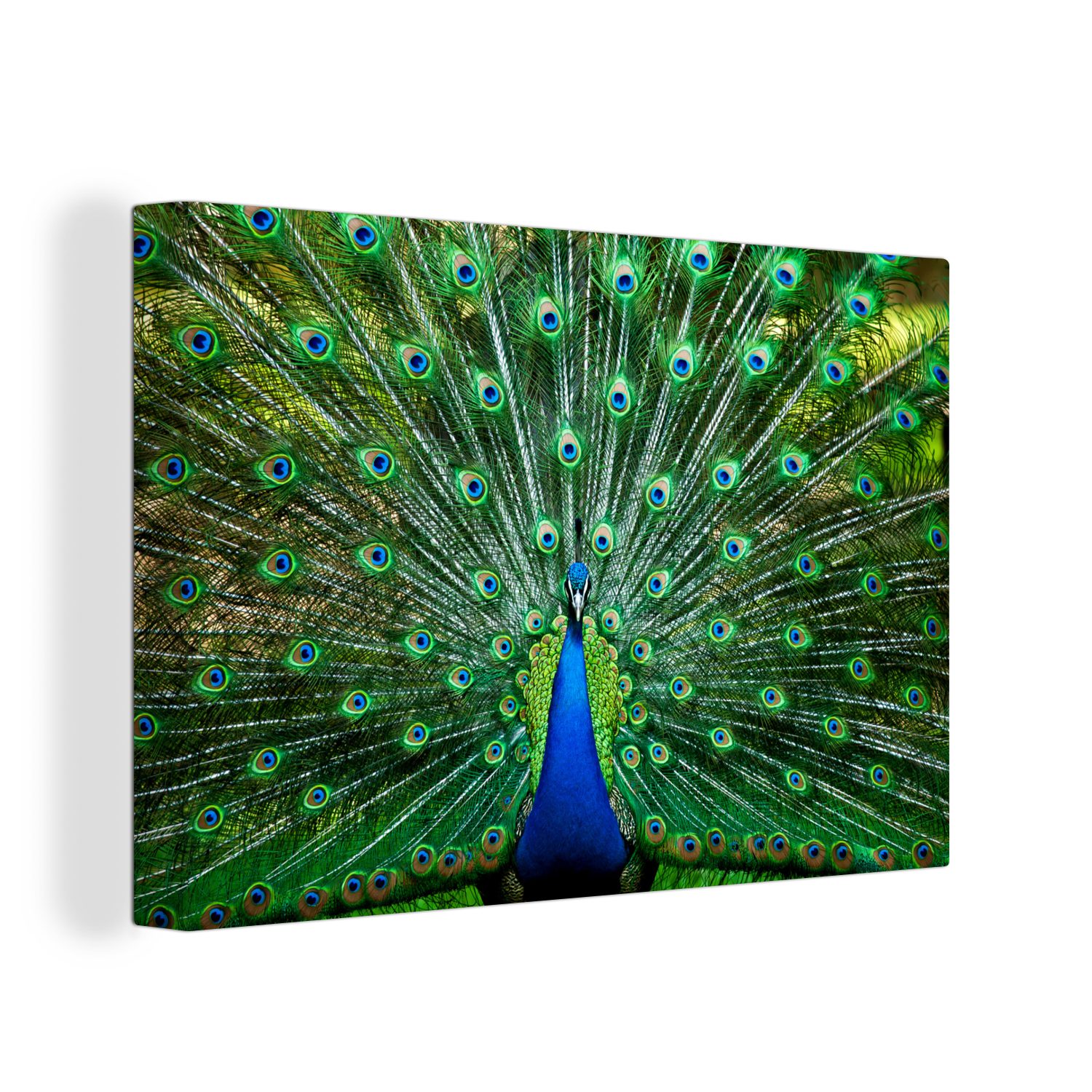 OneMillionCanvasses® Leinwandbild Pfau - Tiere - günstig online kaufen