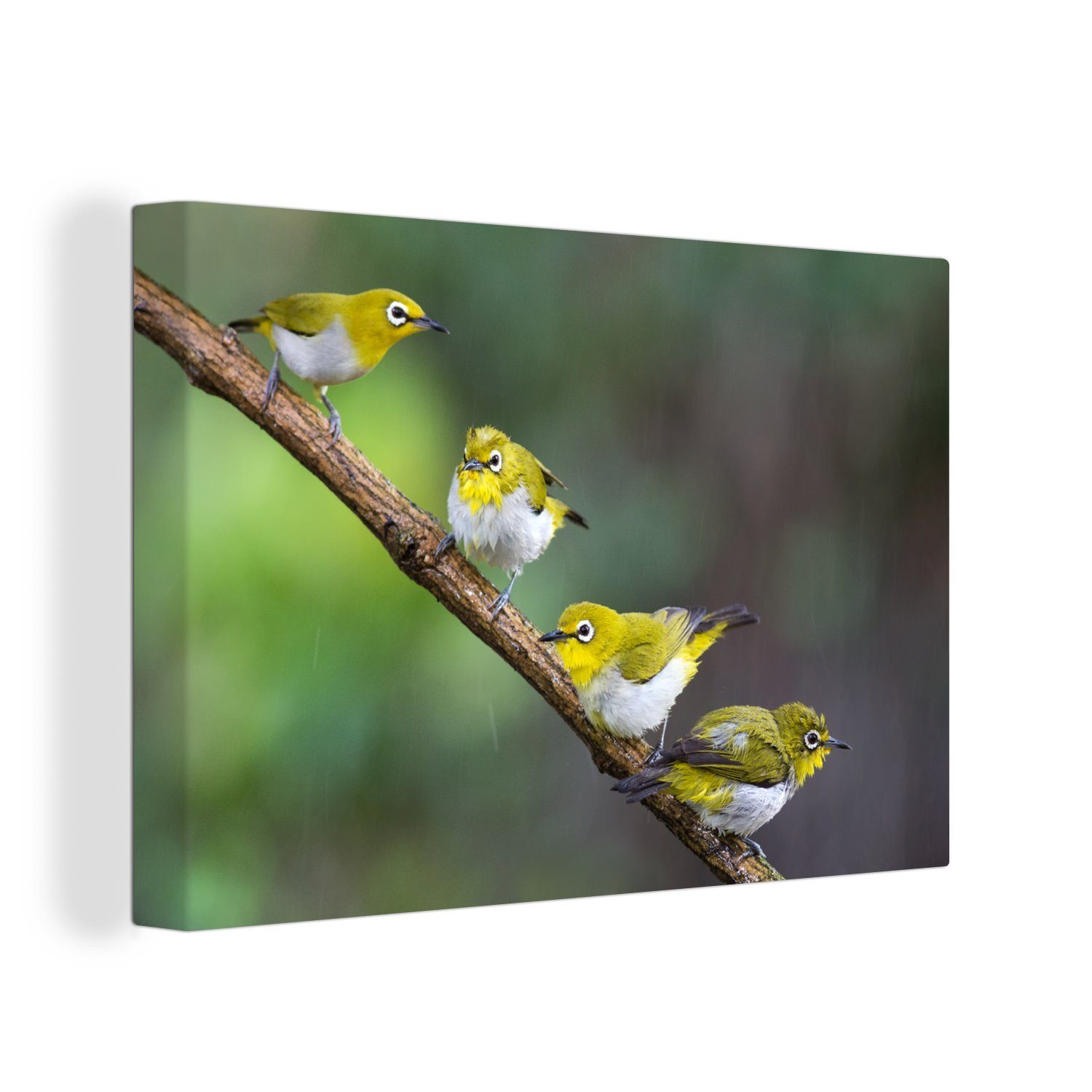 OneMillionCanvasses® Leinwandbild Vier philippinische Brillenvögel, (1 St), Wandbild Leinwandbilder, Aufhängefertig, Wanddeko, 30x20 cm