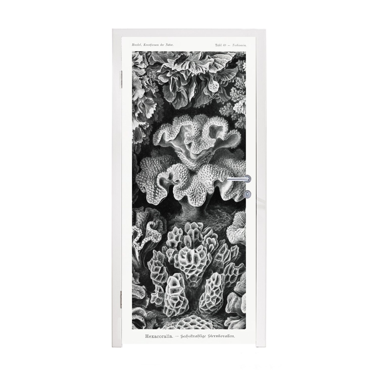 MuchoWow Türtapete Kunst - Koralle - Ernst Haeckel - Alte Meister - Natur, Matt, bedruckt, (1 St), Fototapete für Tür, Türaufkleber, 75x205 cm