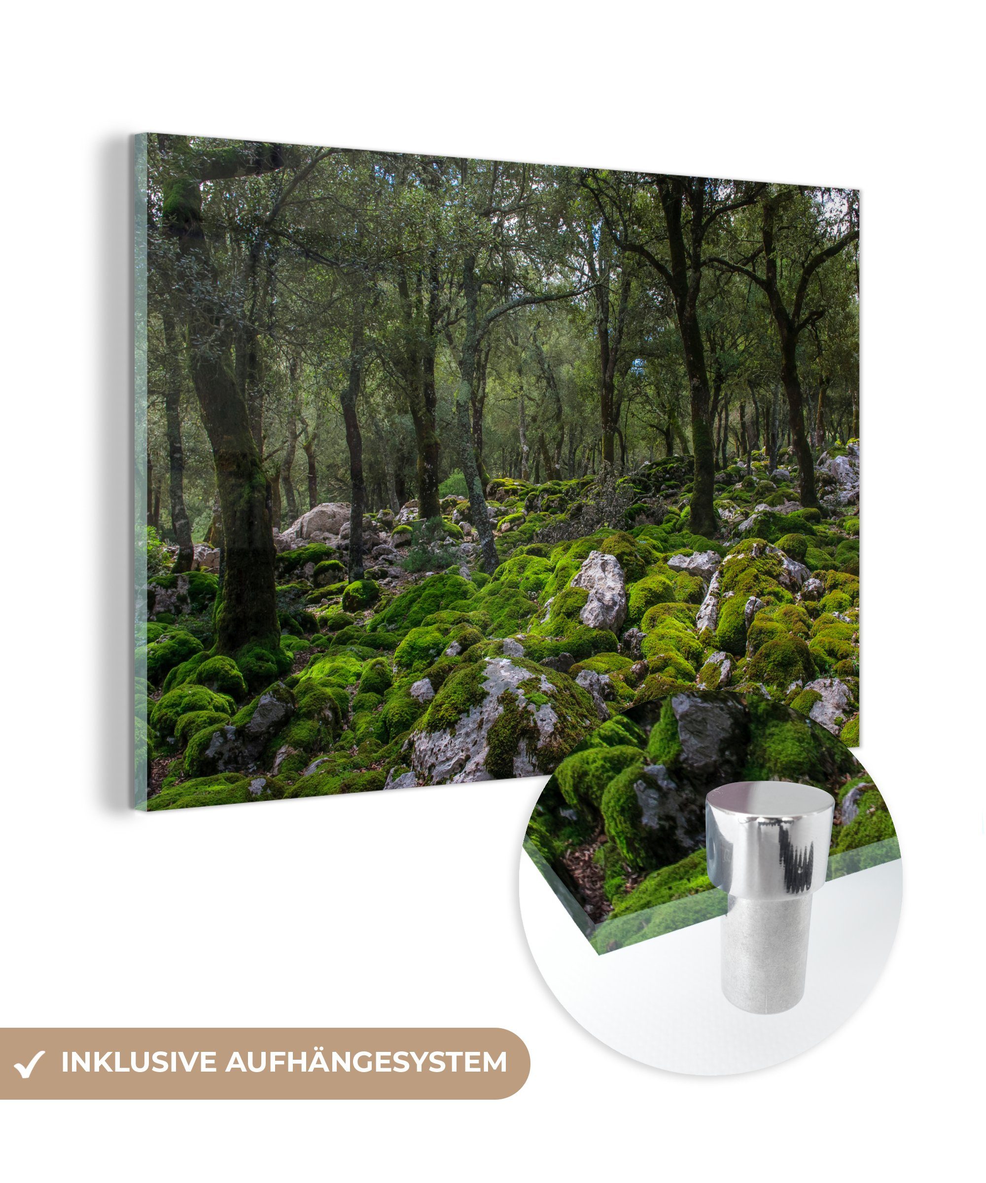 MuchoWow Acrylglasbild Eichen in einem Wald mit moosbewachsenen Steinen, (1 St), Acrylglasbilder Wohnzimmer & Schlafzimmer