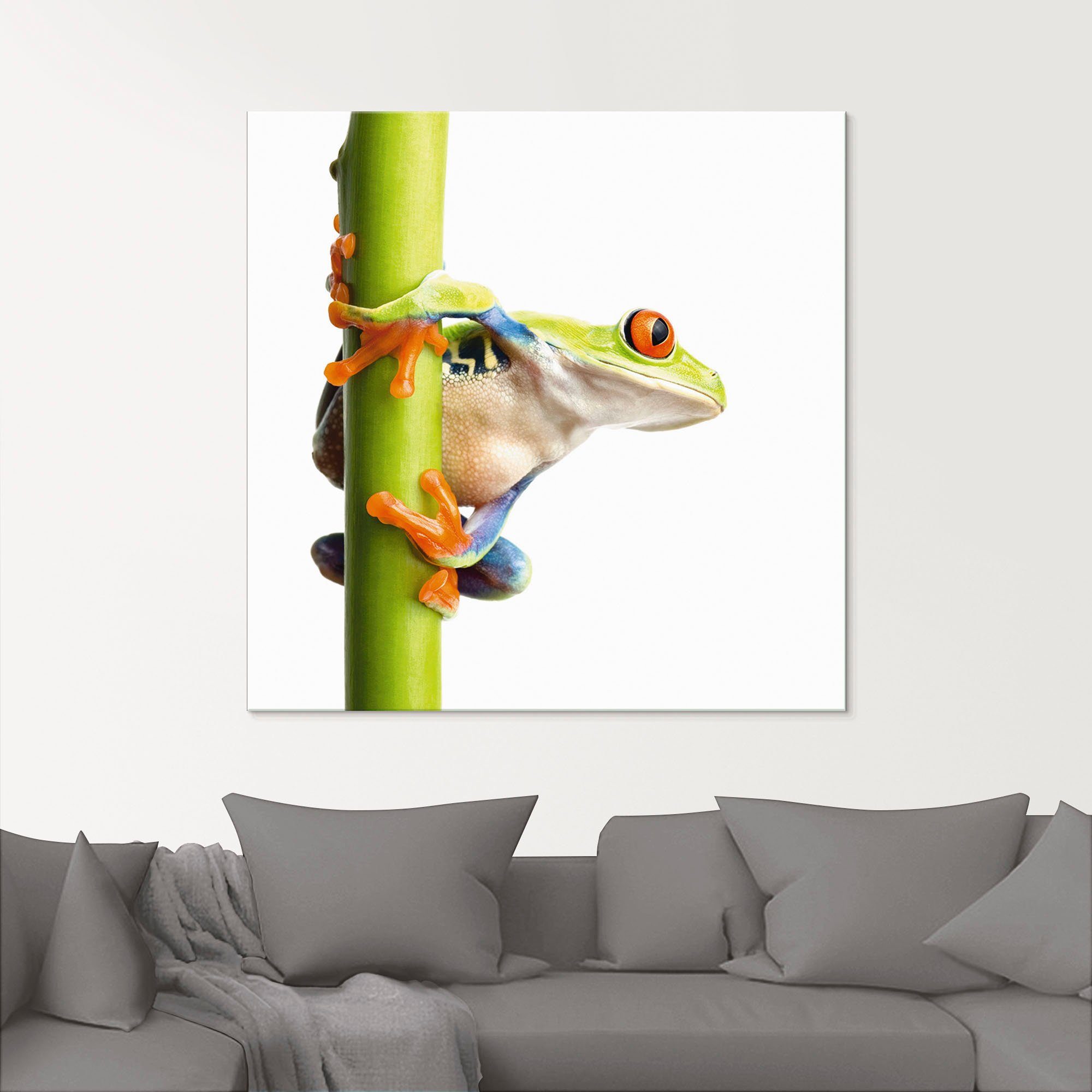 Artland Glasbild Frosch umfasst einen Pflanzenstengel, Wassertiere (1 St), in verschiedenen Größen