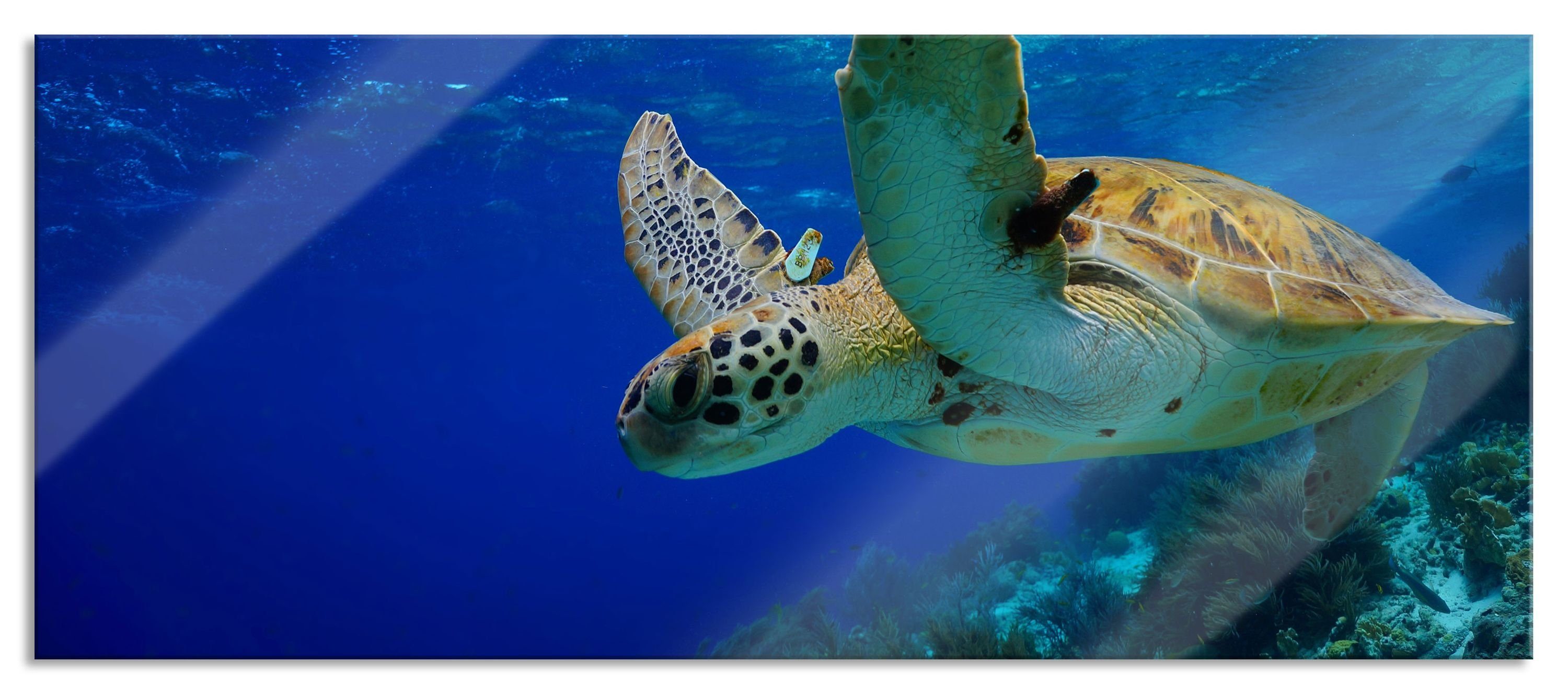 Pixxprint Glasbild Schildkröte im Riff, Schildkröte im Riff (1 St), Glasbild aus Echtglas, inkl. Aufhängungen und Abstandshalter