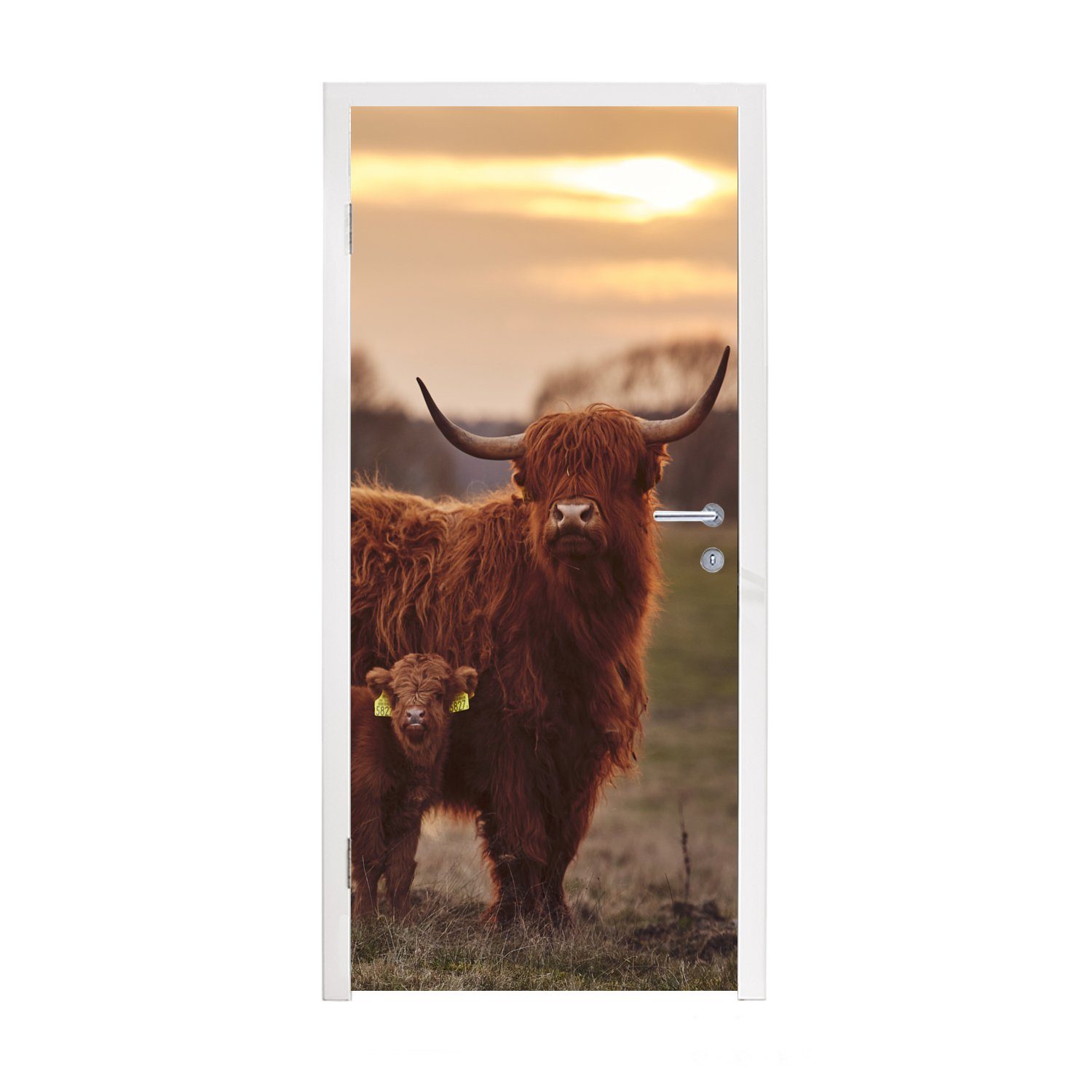 MuchoWow Türtapete Schottische Highlander - Tiere - Landschaft - Sonnenuntergang - Kuh, Matt, bedruckt, (1 St), Fototapete für Tür, Türaufkleber, 75x205 cm