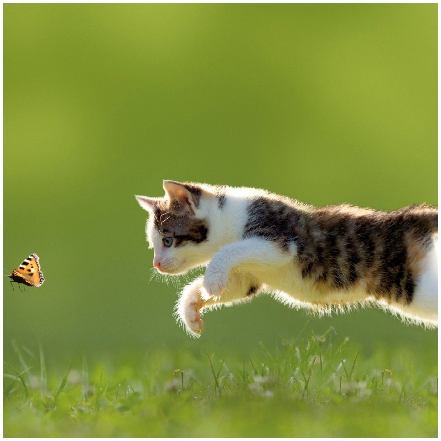 Wallario Memoboard Süße Katze im fängt Grünen Schmetterling