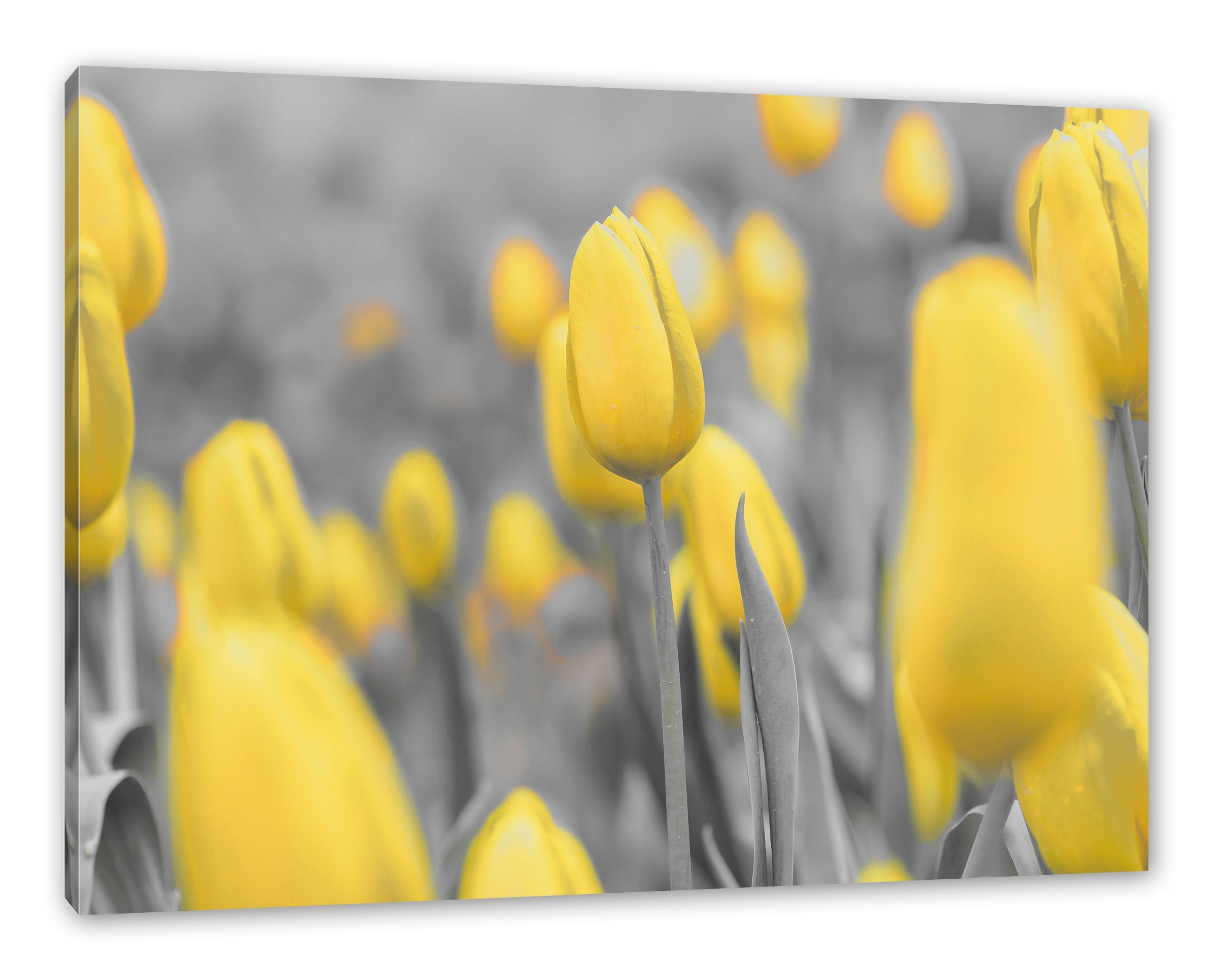 Pixxprint Leinwandbild Gelbes Tulpenmeer, Gelbes Tulpenmeer (1 St), Leinwandbild fertig bespannt, inkl. Zackenaufhänger