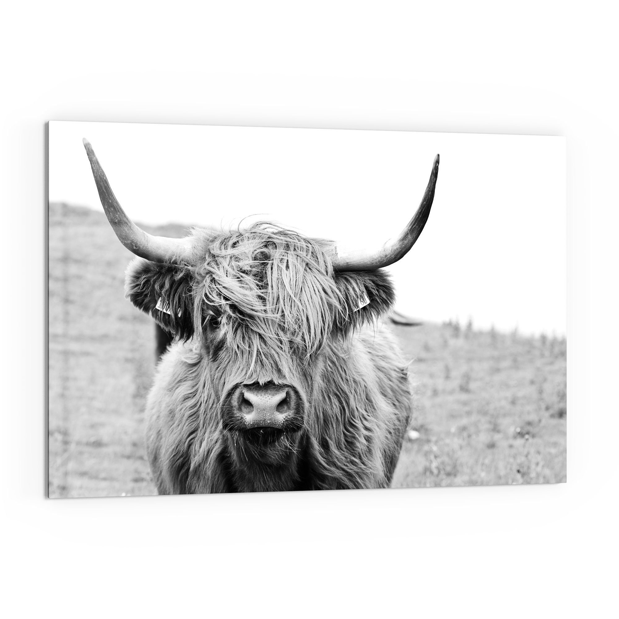 DEQORI Küchenrückwand 'Zotteliges Hochlandrind', Glas Spritzschutz Badrückw günstig online kaufen