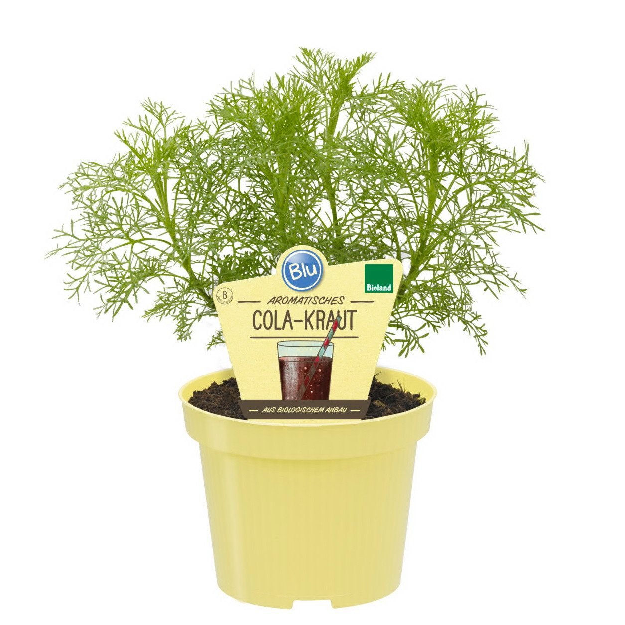 Exotenherz Gewürzkraut Cola-Kraut Artemisia abrotanum var. maritima Kräuterpflanze 12cm Topf