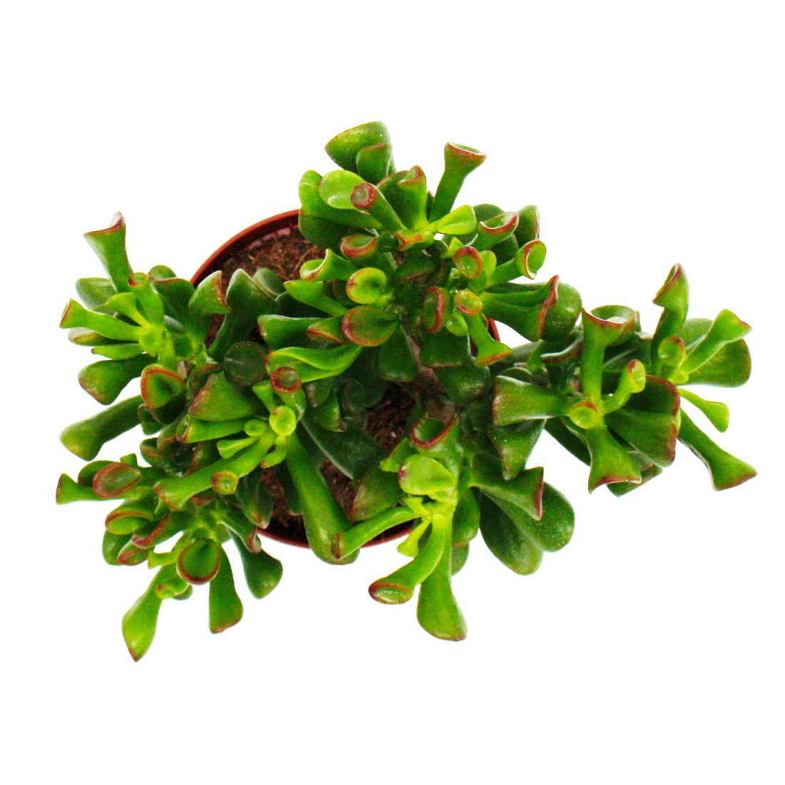 Exotenherz Kaktus Dickblatt Löffelbaum Crassula "Hobbit" Sukkulente 12cm Topf – Bild 3 von 3