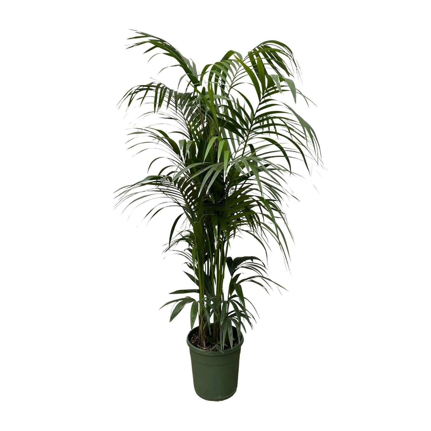 Florora Zimmerpflanze Kentia Palme - Howea Forsteriana - 230 cm – Topf ab Ø40 cm