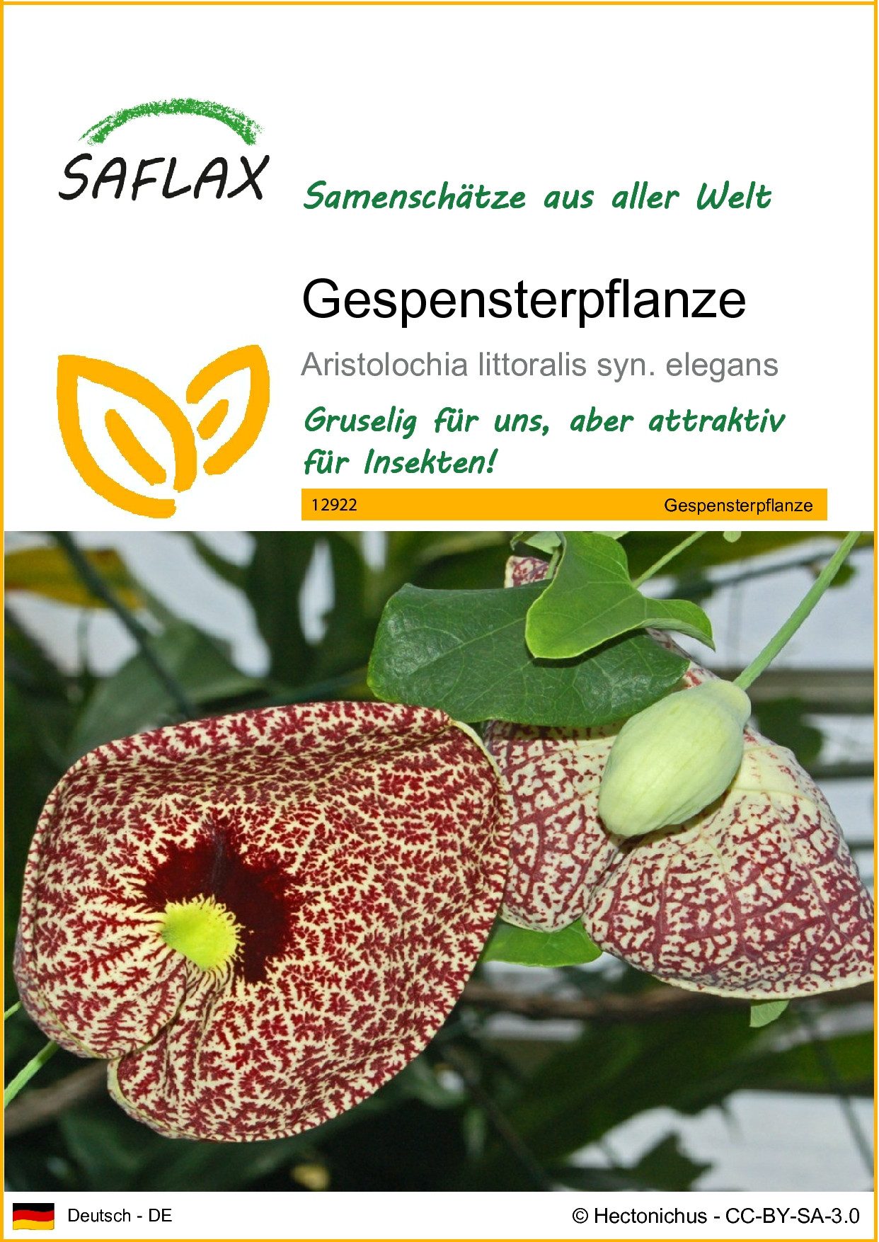 Blumensamen SAFLAX - Samen - Gespensterpflanze
