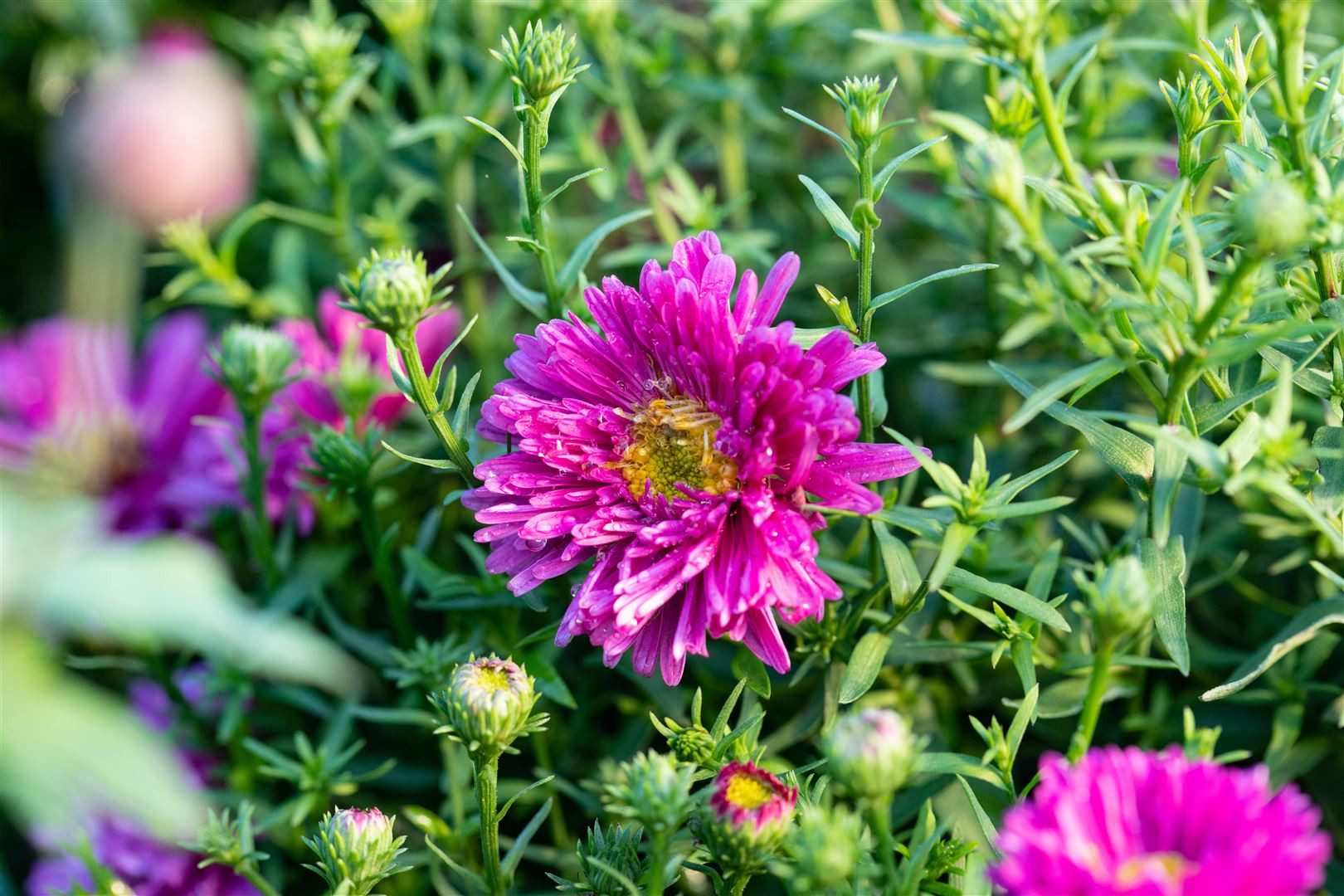 Pflanzen für Dich Staude Aster dumosus 'Jenny', 1 St., Kissen-Aster, Herbstaster – Bild 4 von 4