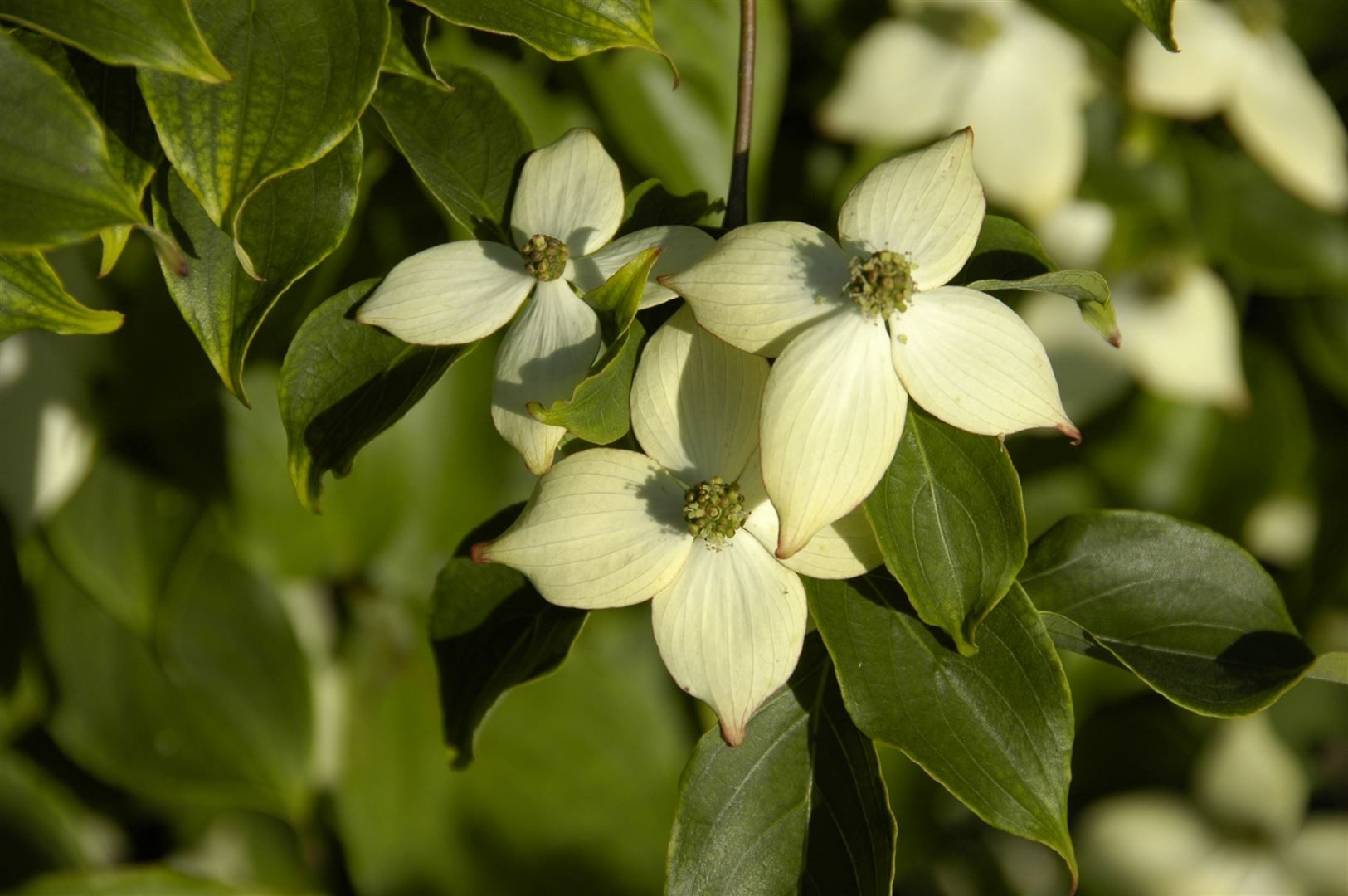Pflanzen für Dich Gehölze Cornus kousa Wieting's Select, 1 St., Japanischer Blumen-Hartriegel, Chinesischer Blumen-Hartriegel – Bild 5 von 5
