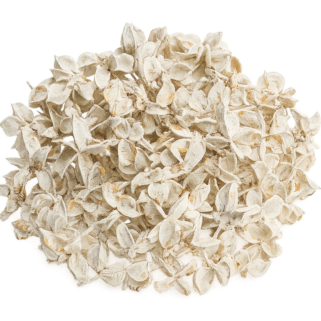 NaDeco Bastelnaturmaterial Baumwollknospen Weiß 250g – Cotton Pods getrocknet