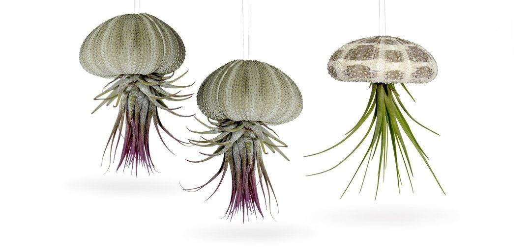 meinvipshop Wanddekoobjekt Seeigelgehäuse mit echter Tillandsie im 3er Set (Set, 6 St., 3er Set), handgefertigt, Dekoration, Wohnzimmer, Gartendeko, Balkondekoration