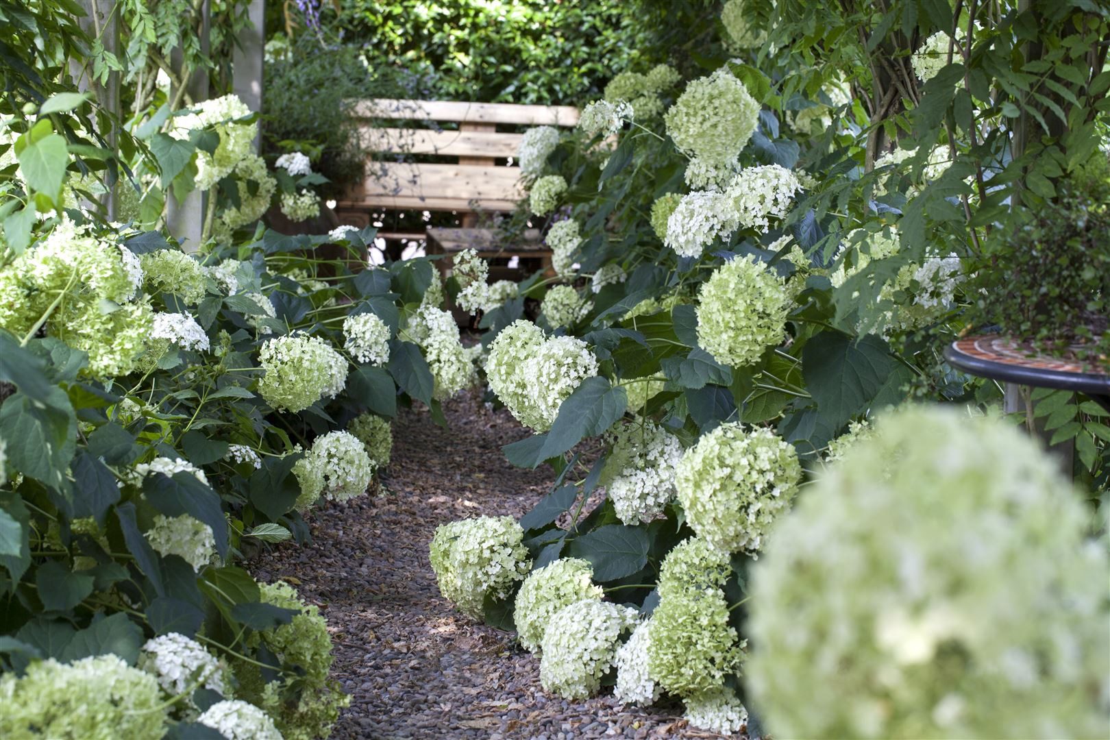 Pflanzen für Dich Gehölze Hydrangea arborescens Annabelle, 1 St., Ballhortensie, Schneeballhortensie