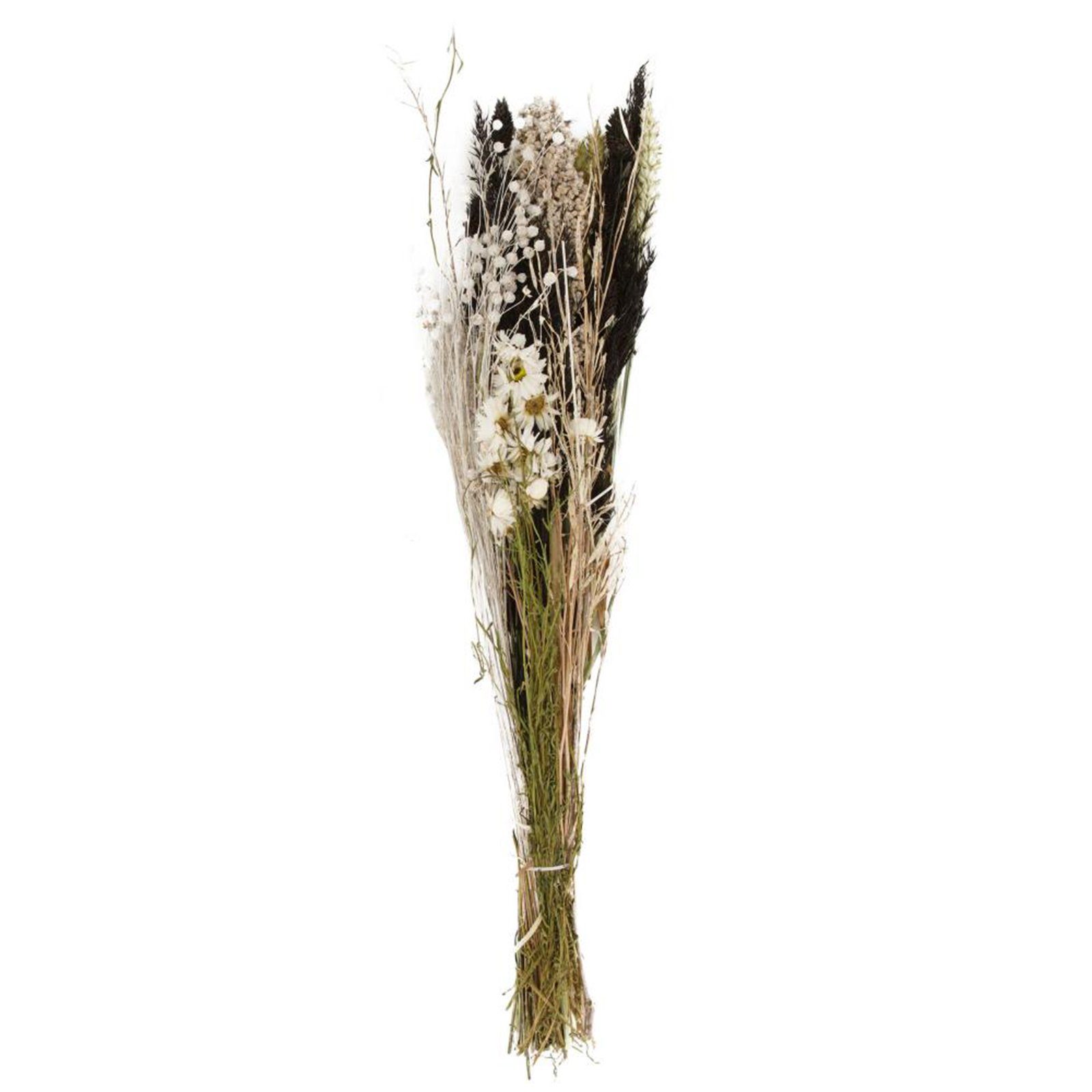 Trockenblume Getrockneter Blumenstrauß natur - dried flower bouquet, DIJK