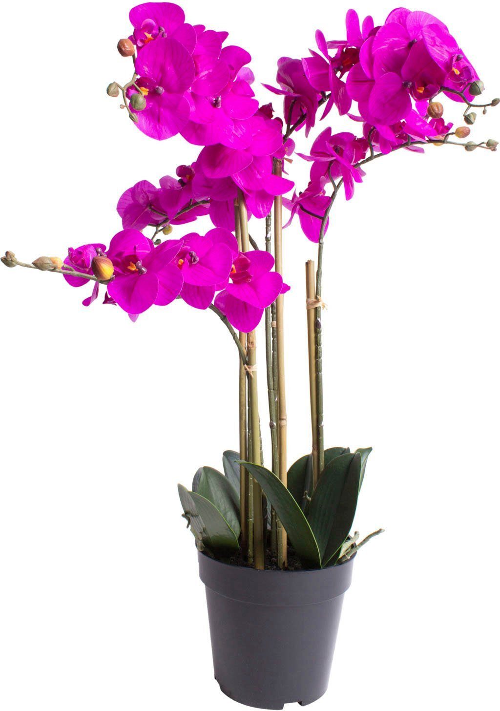 Kunstorchidee Orchidee Bora Orchidee, Botanic-Haus, Höhe 60 cm | Kunstorchideen