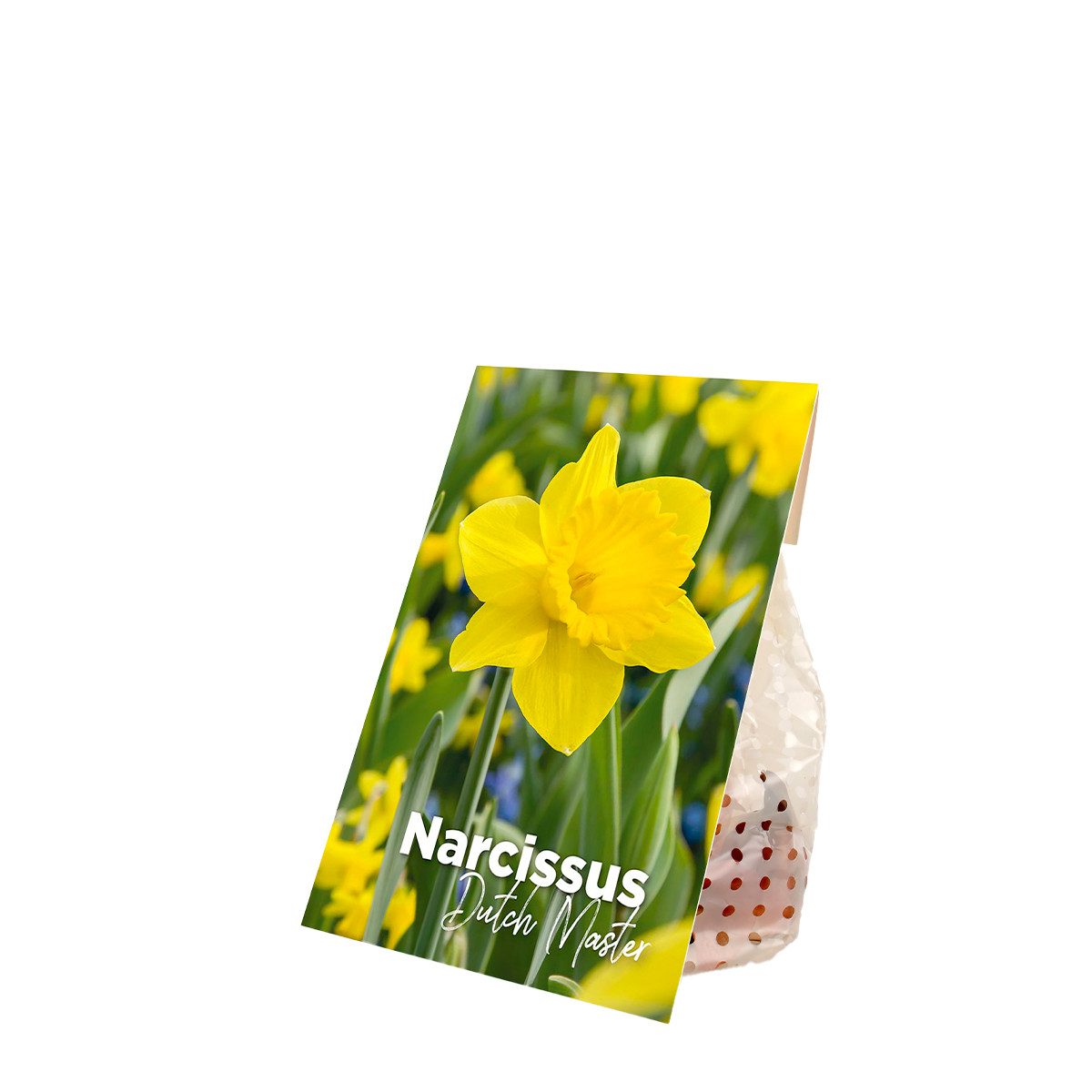 Bloomique Blumenzwiebeln Bloomique - 15er-Mix - Narcissus Dutch Master - große gelbe Narzisse -, (15-St)
