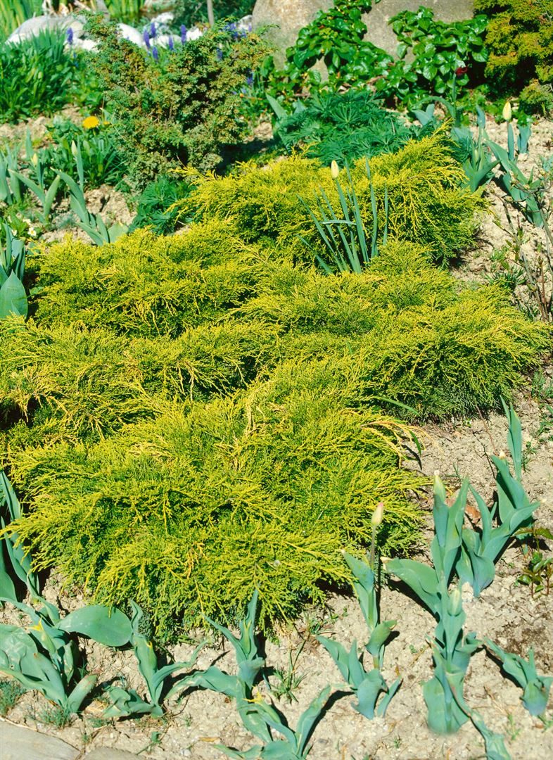 Pflanzen für Dich Konifere Juniperus chinensis Goldfern, 1 St., Chinesischer Wacholder, Goldwacholder, goldgelb, kompaktwachsend