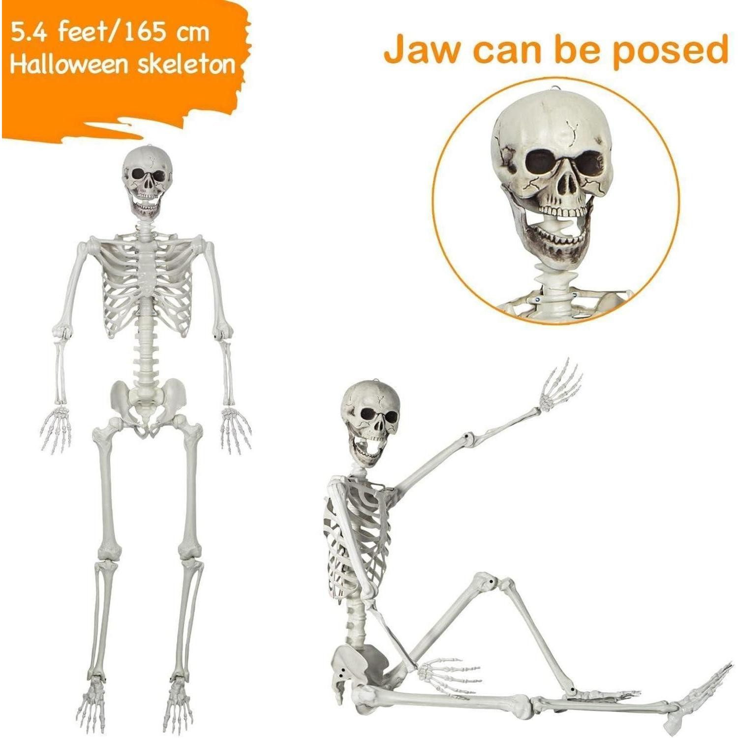 LuxusKollektion Skulptur 165CM realistisches Skelett Ganzkörper mit beweglichen Gelenken