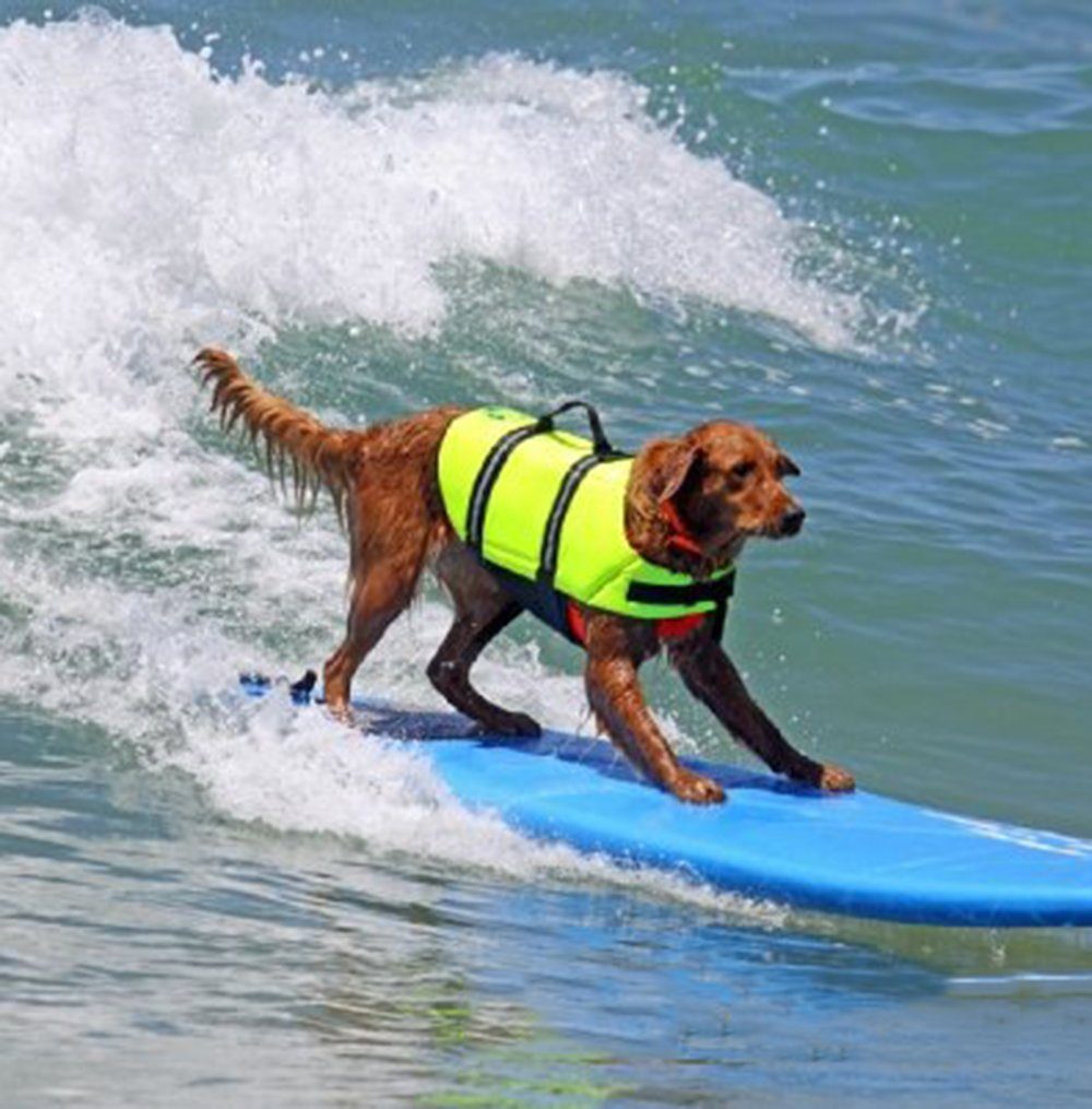 GelldG Schwimmweste Neu Sportlicher Reißfeste Hervorragendem Hunde-Schwimmweste mit Sti