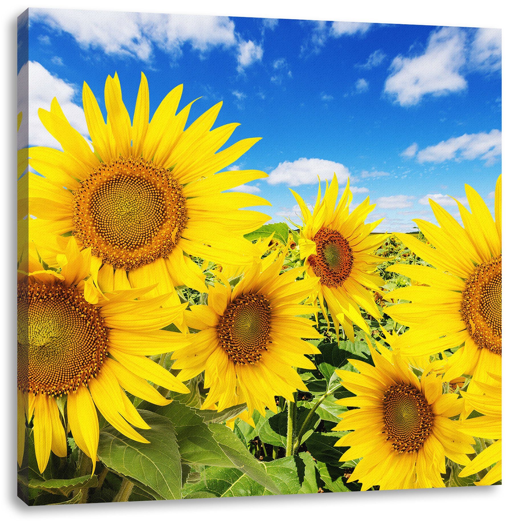 Sonnenblumenwiese bespannt, inkl. Himmel, Leinwandbild Zackenaufhänger unter unter Pixxprint Himmel Leinwandbild fertig (1 Sonnenblumenwiese St),