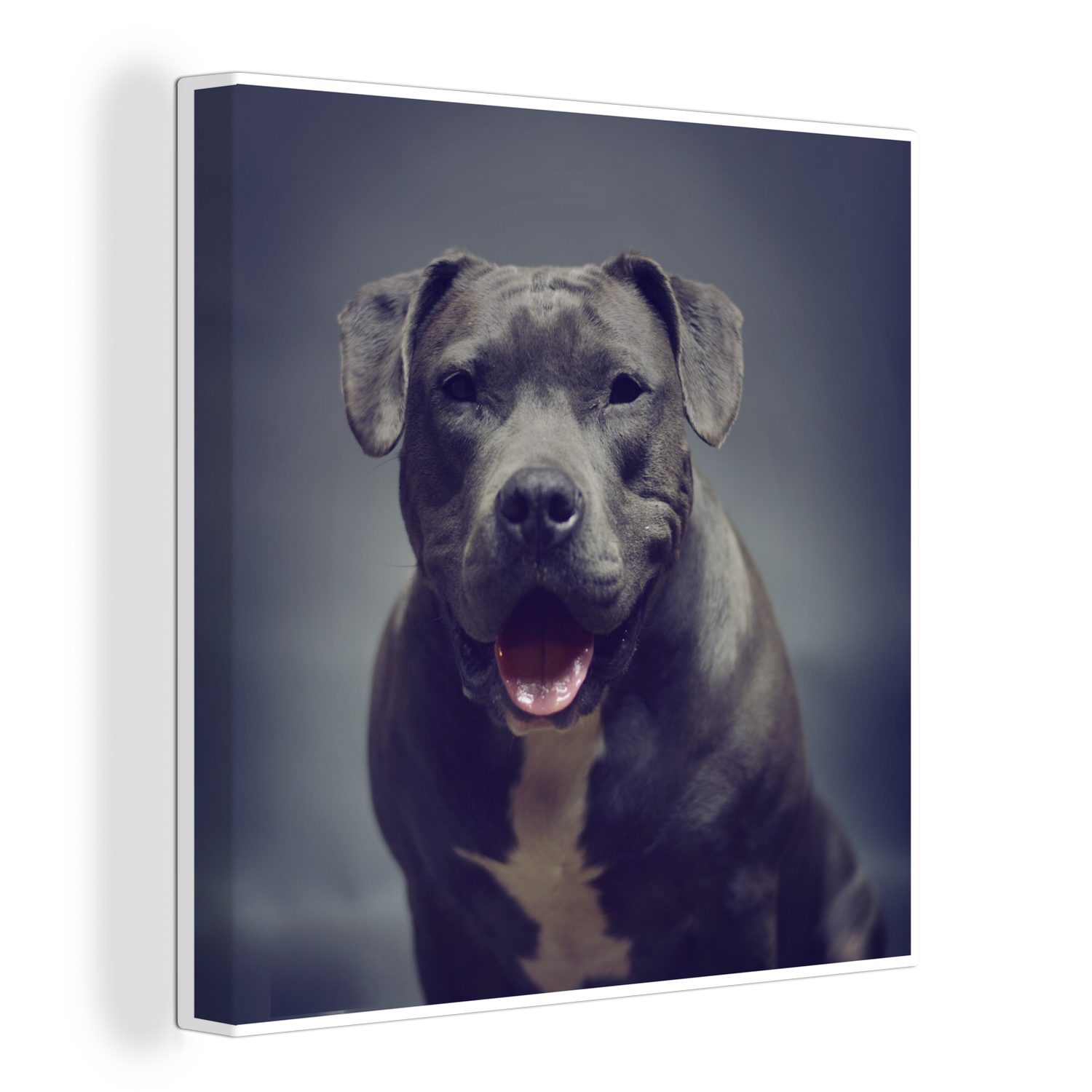 Leinwandbild Wohnzimmer (1 Staffordshire Leinwand American lächelt in Bilder OneMillionCanvasses® Terrier für die Grauer St), Kamera, Schlafzimmer