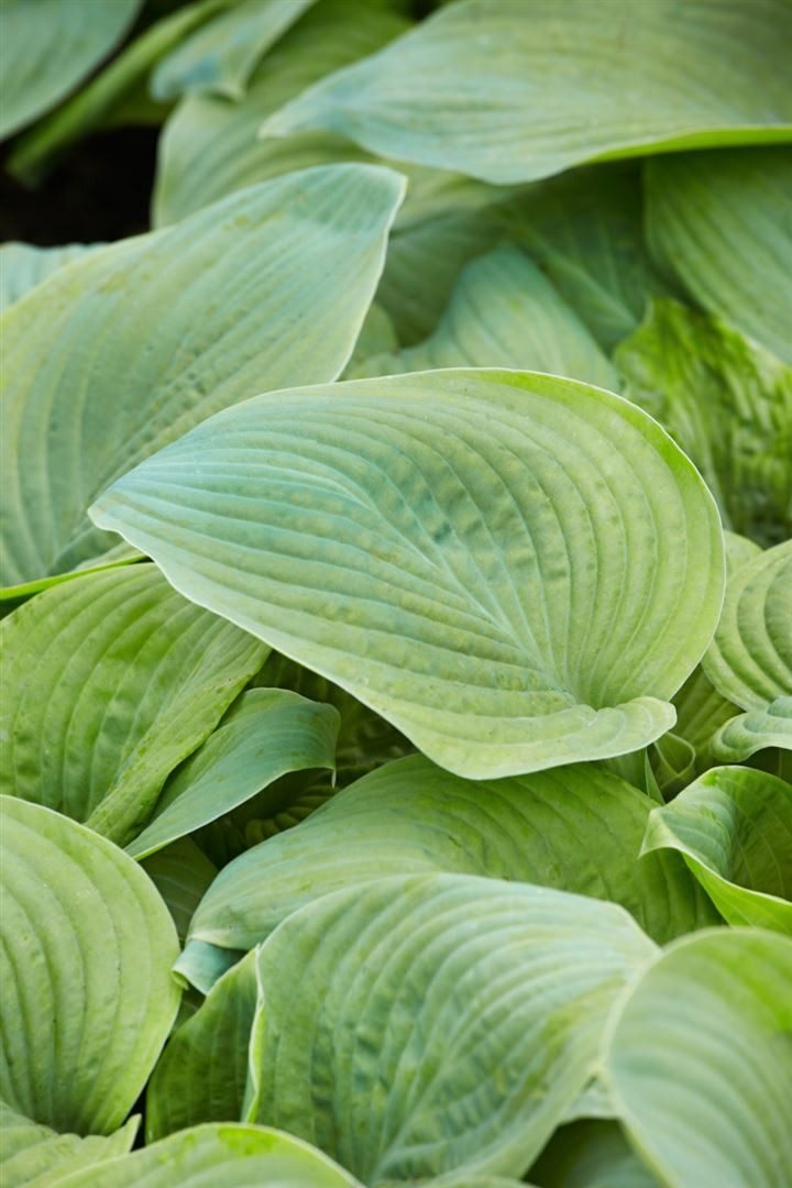 Pflanzen für Dich Staude Hosta plantaginea Guacamole, 1 St., Funkie, Herzblattlilie