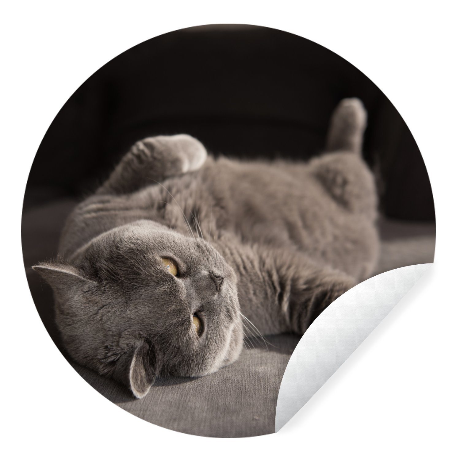 MuchoWow Wandsticker Tier - Katze - Grau (1 St), Tapetenkreis für Kinderzimmer, Tapetenaufkleber, Rund, Wohnzimmer