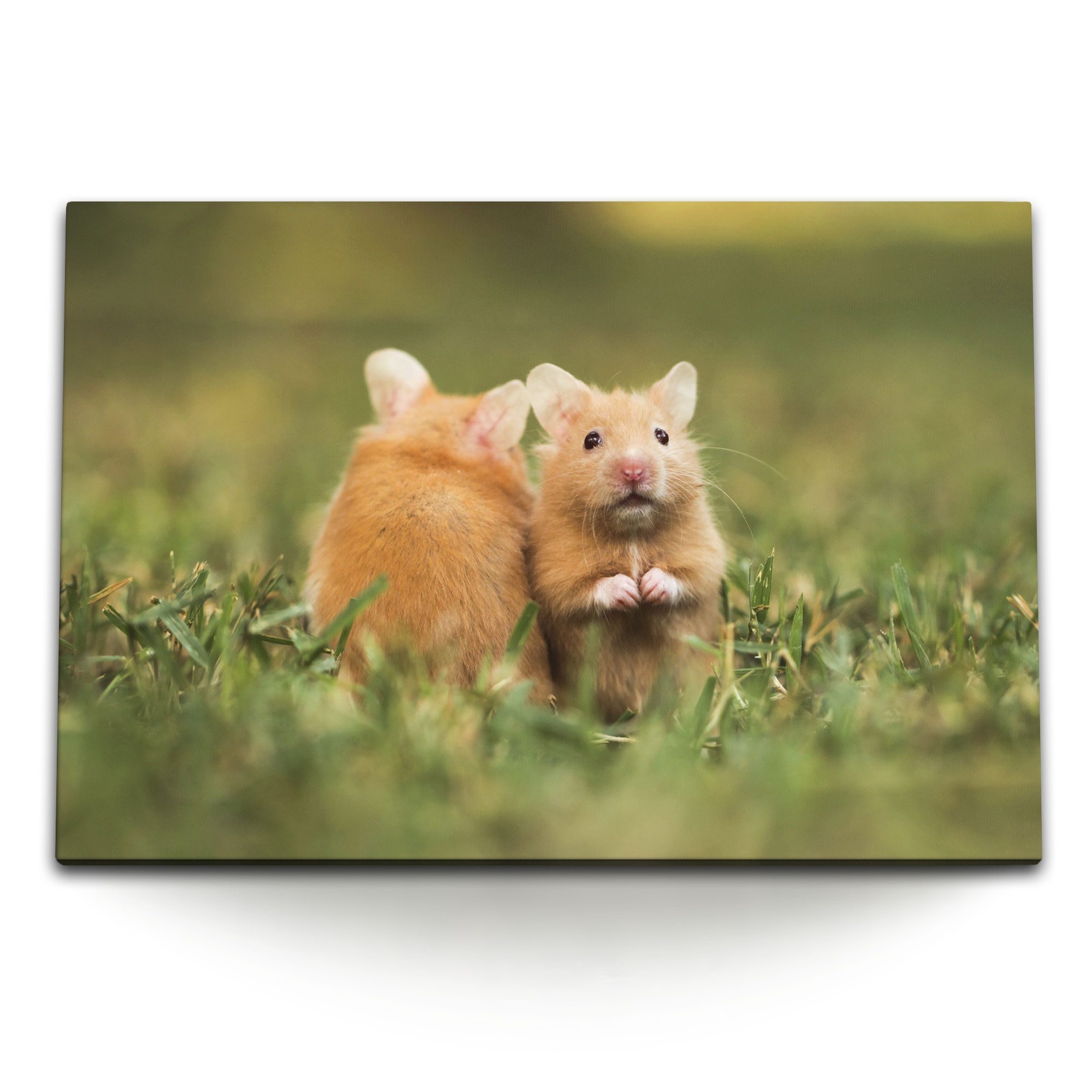 Sinus Art Leinwandbild 120x80cm Wandbild auf Leinwand Kleine Hamster im Gras Wiese Grün Nager, (1 St)