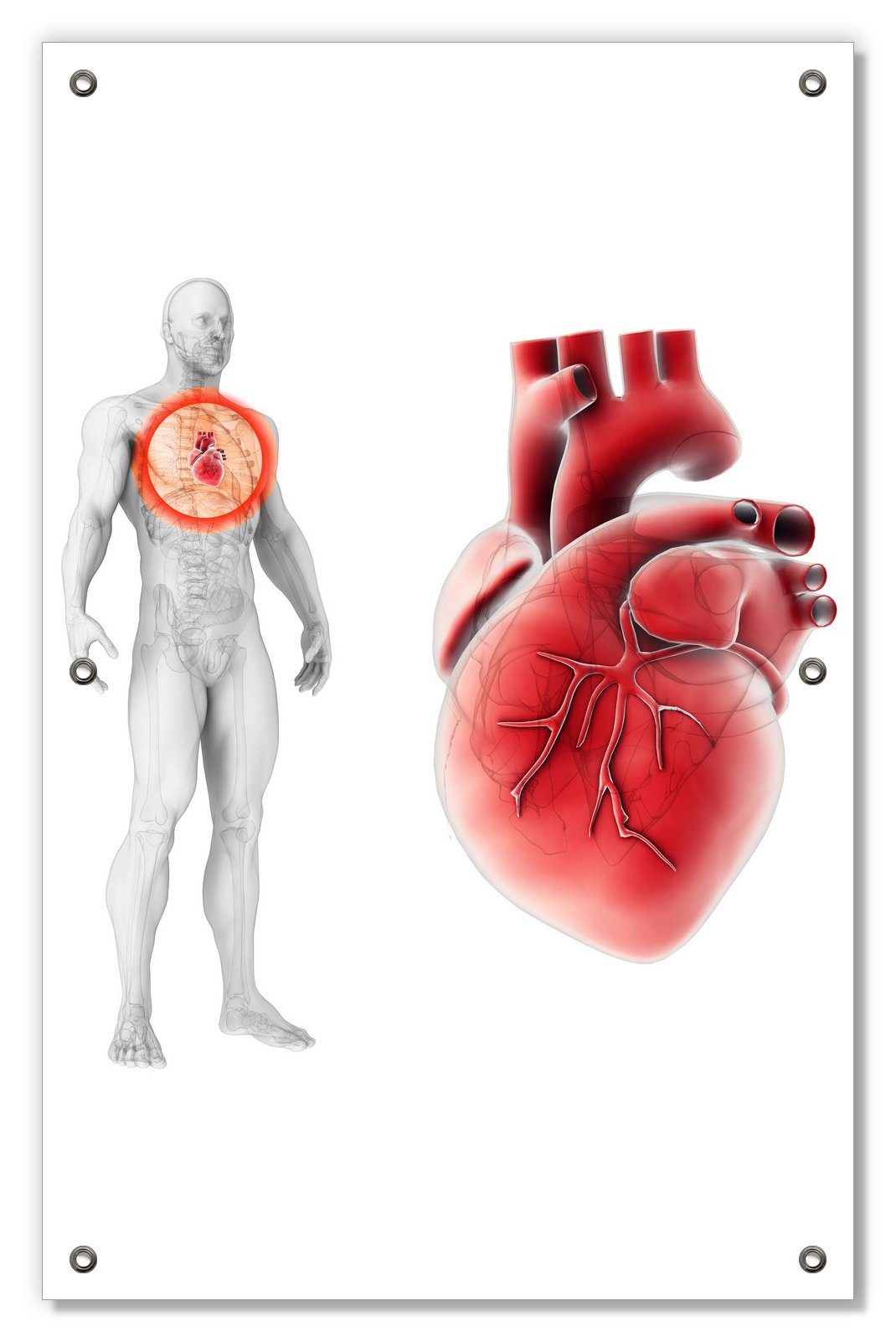 Sonnenschutz Anatomie des Menschen  Herz in Nahansicht, Wallario, blickdicht, mit Saugnäpfen, wiederablösbar und wiederverwendbar | Fensterfolien