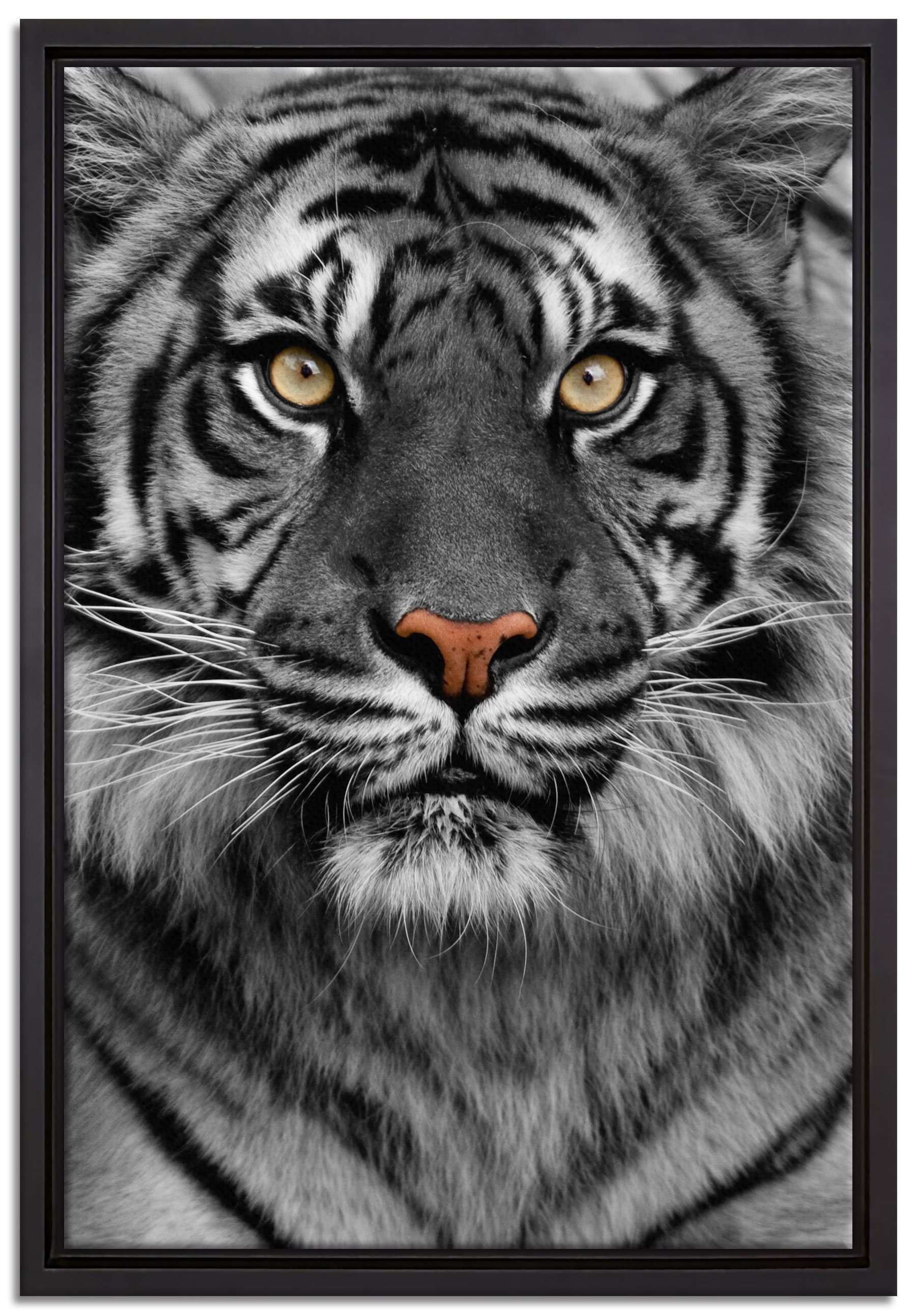 Sonderpreismarke Pixxprint Leinwandbild Schattenfugen-Bilderrahmen gefasst, (1 inkl. Aufmerksamer in bespannt, einem Tiger, fertig Wanddekoration Leinwandbild Zackenaufhänger St)