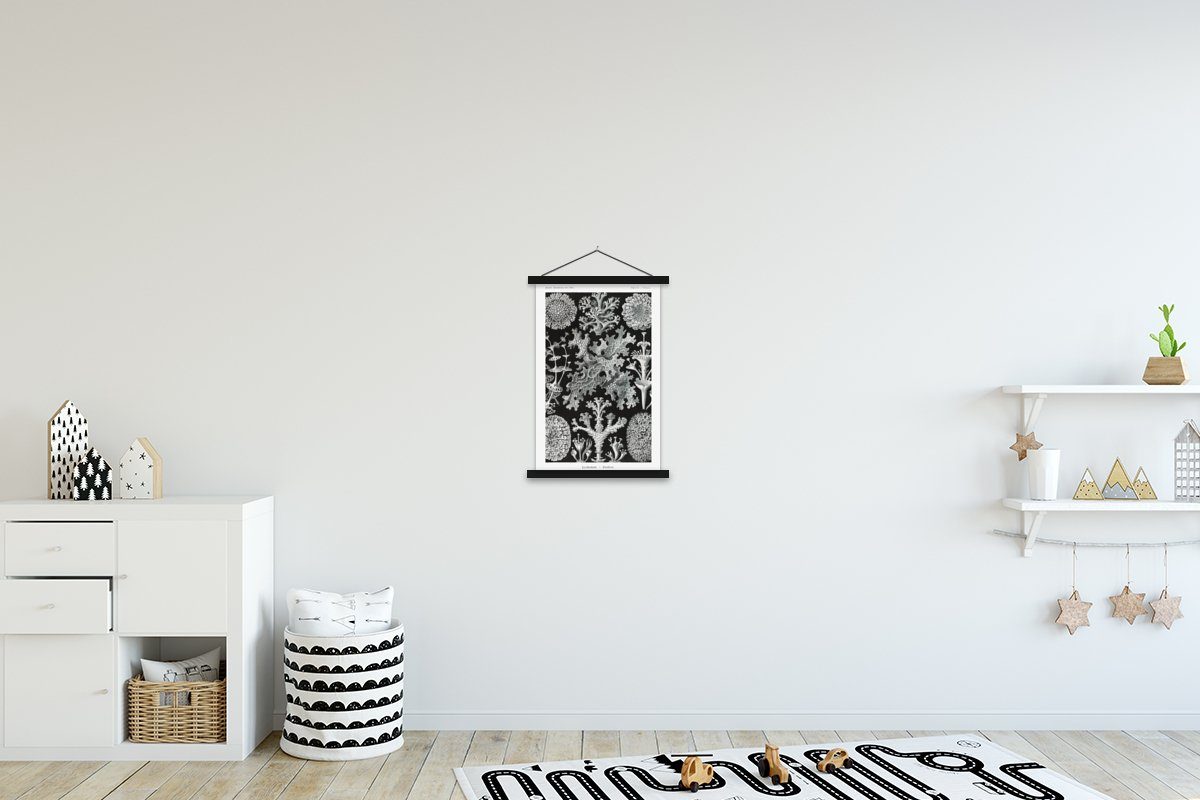 MuchoWow Poster Kunst - Koralle - Ernst Haeckel - Alte Meister - Natur, (1 St), Magnetische Posterleiste, Eichenholz, Holzleisten, Textilposter schwarz | schwarz