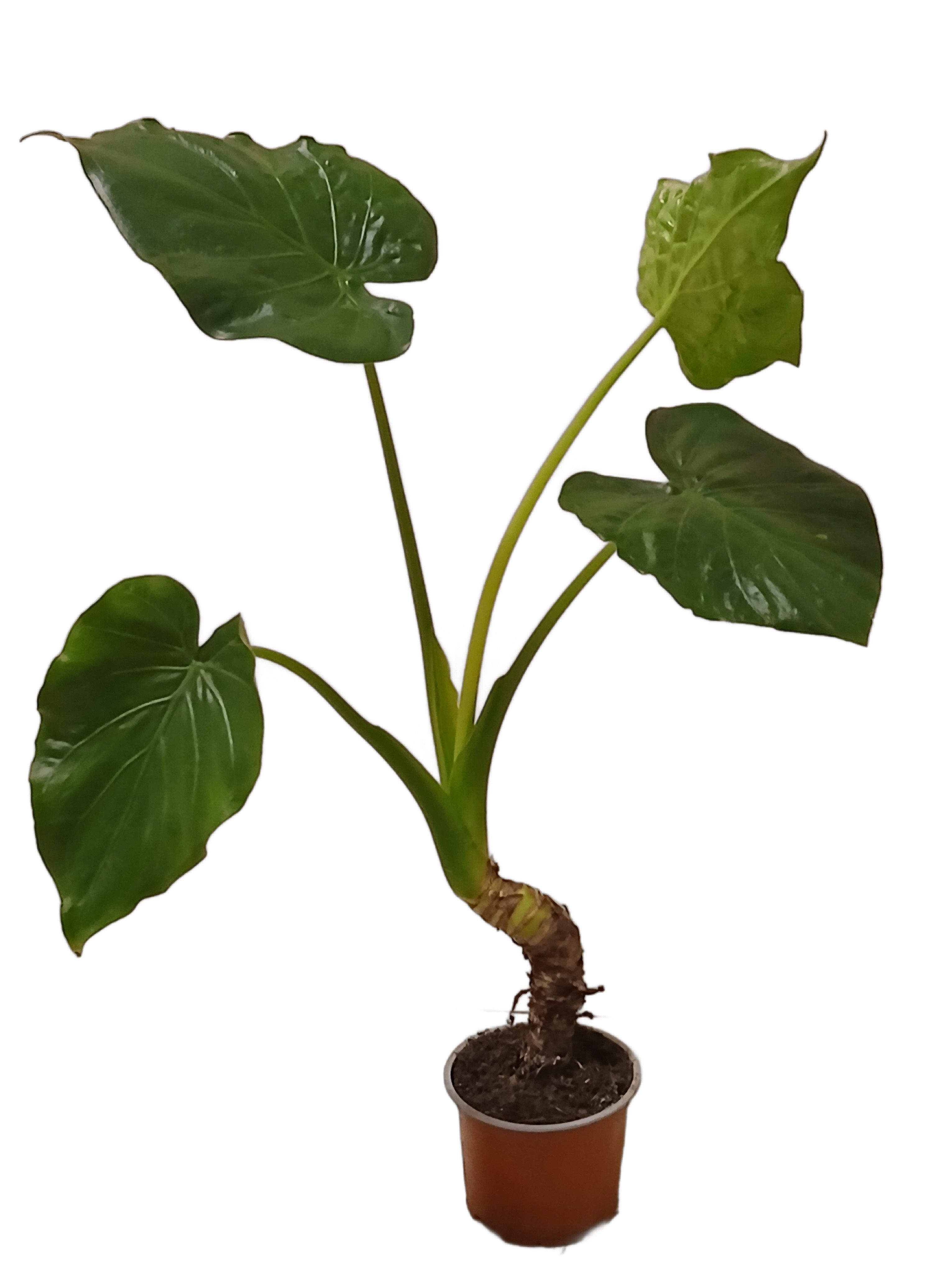 meinvipshop Zimmerpflanze Alocasia cucullata Zimmerpflanze 60cm
