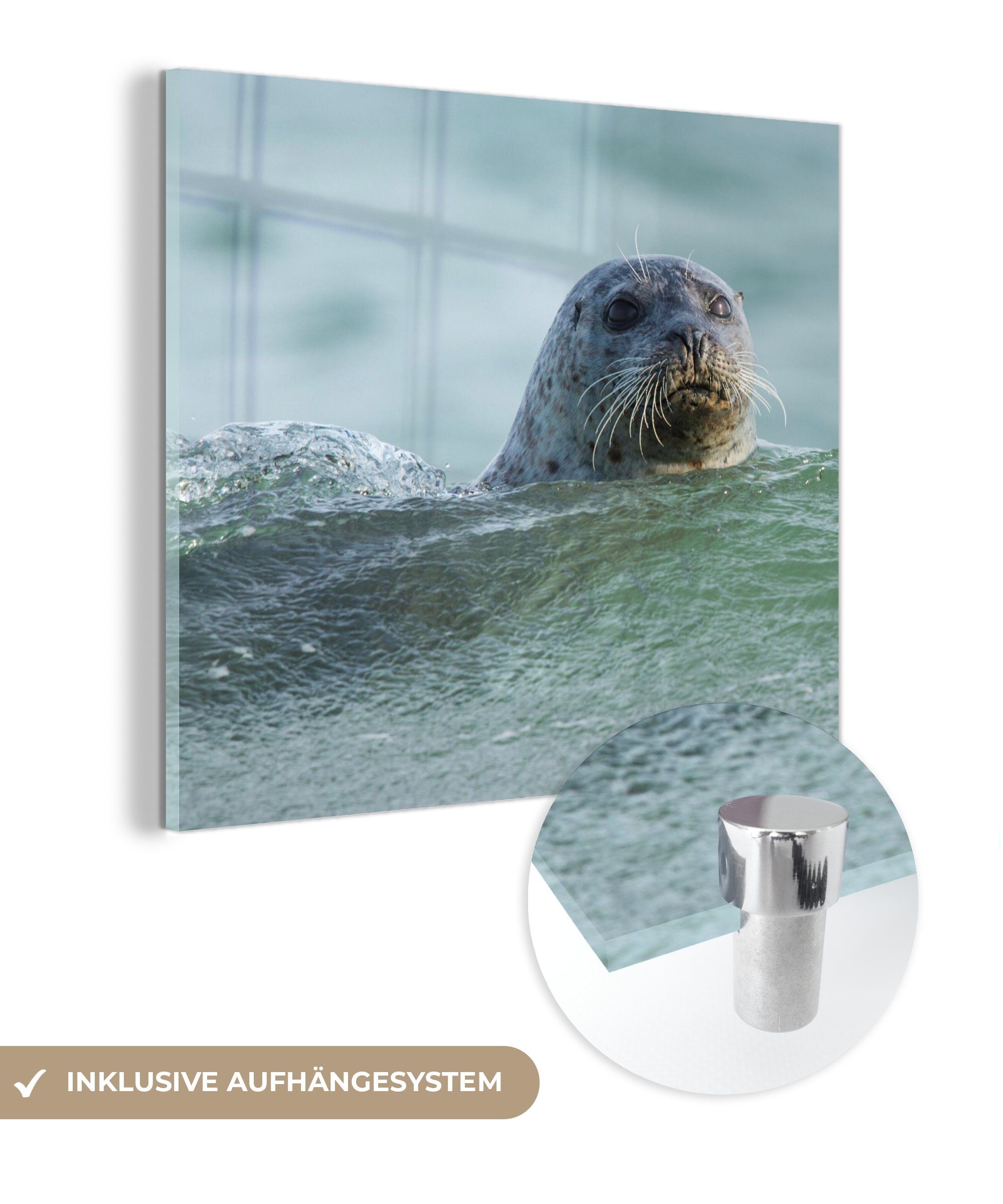 MuchoWow Acrylglasbild Nordsee - Seehund - Wasser, (1 St), Glasbilder - Bilder auf Glas Wandbild - Foto auf Glas - Wanddekoration bunt