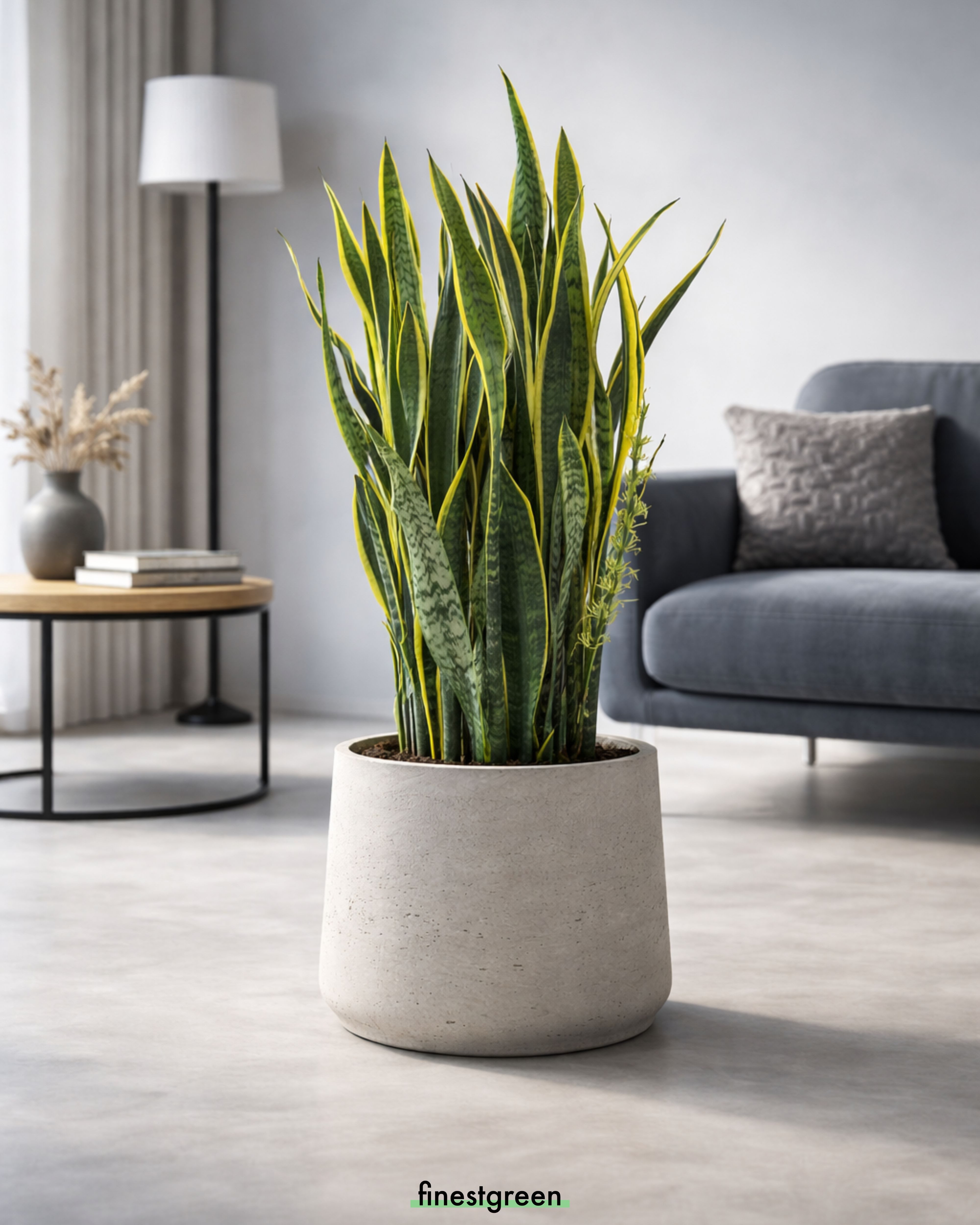 finestgreen Pflanzkübel Patt, Fiberclay Pflanzkübel in Beton-Optik für Innen & Außen