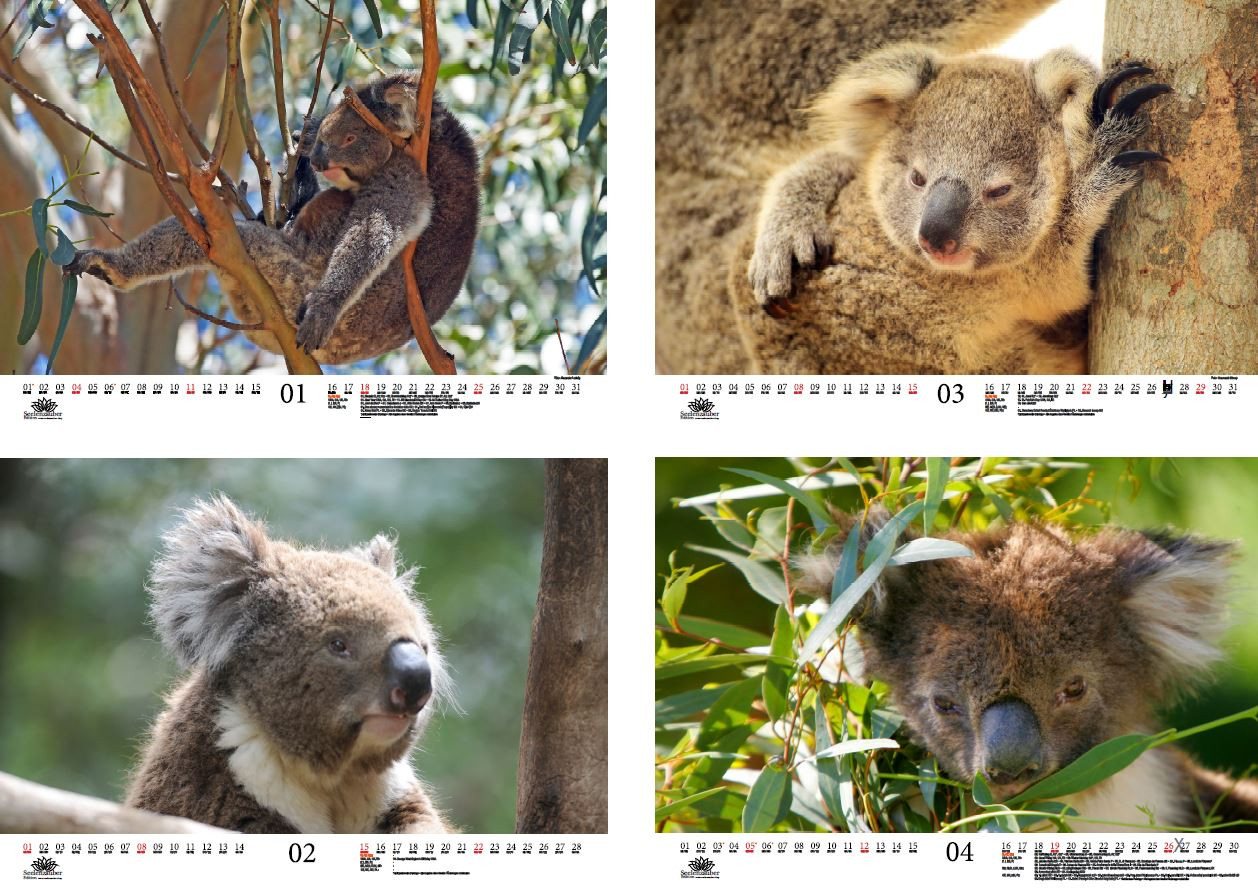 Thumbnail - Seelenzauber Wandkalender Koalazauber DIN A3 Kalender für 2026 Koalabären, Koala - Seelenzauber